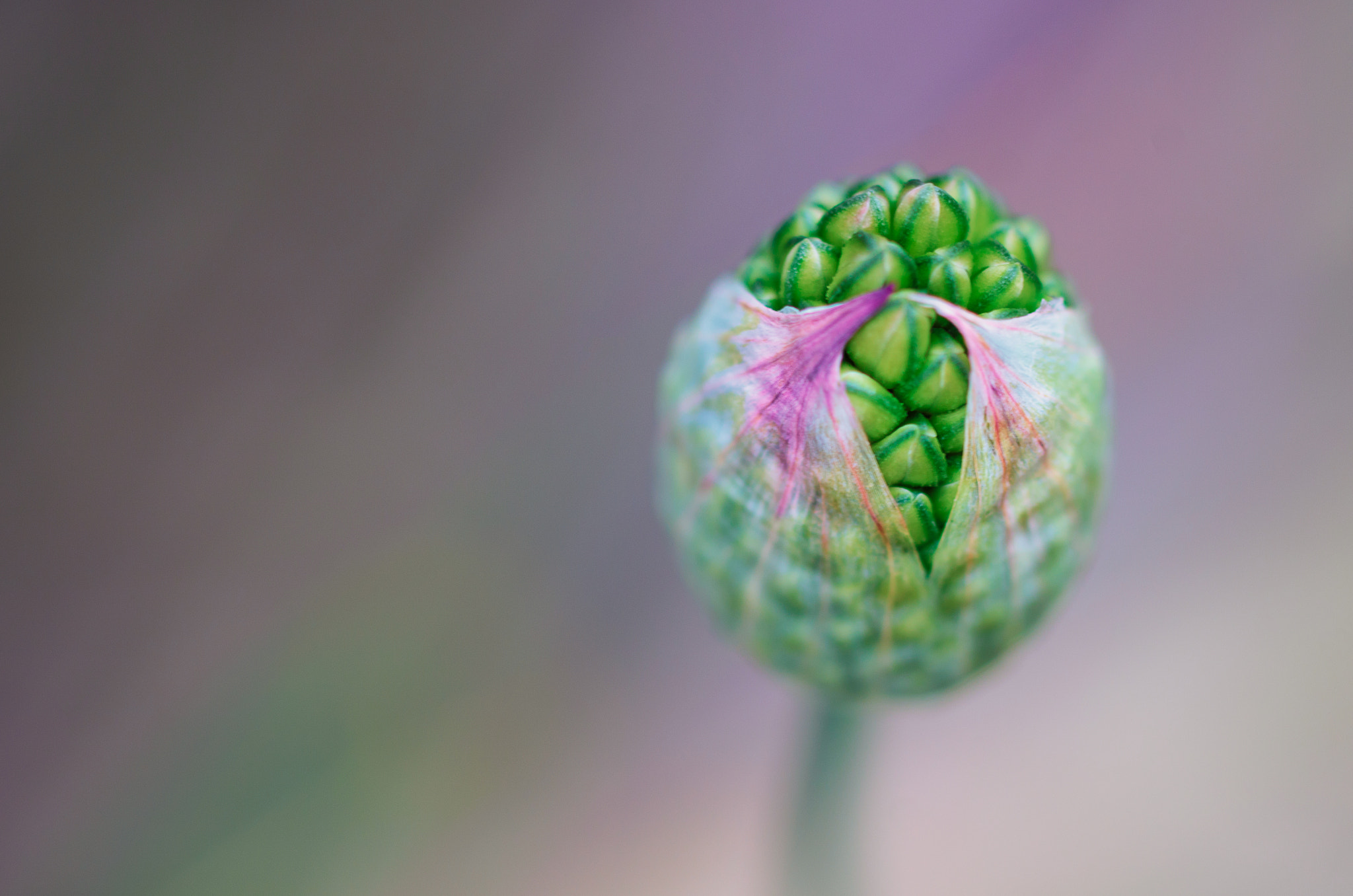 Pentax K-5 sample photo. Let a thousand flowers bloom ii photography