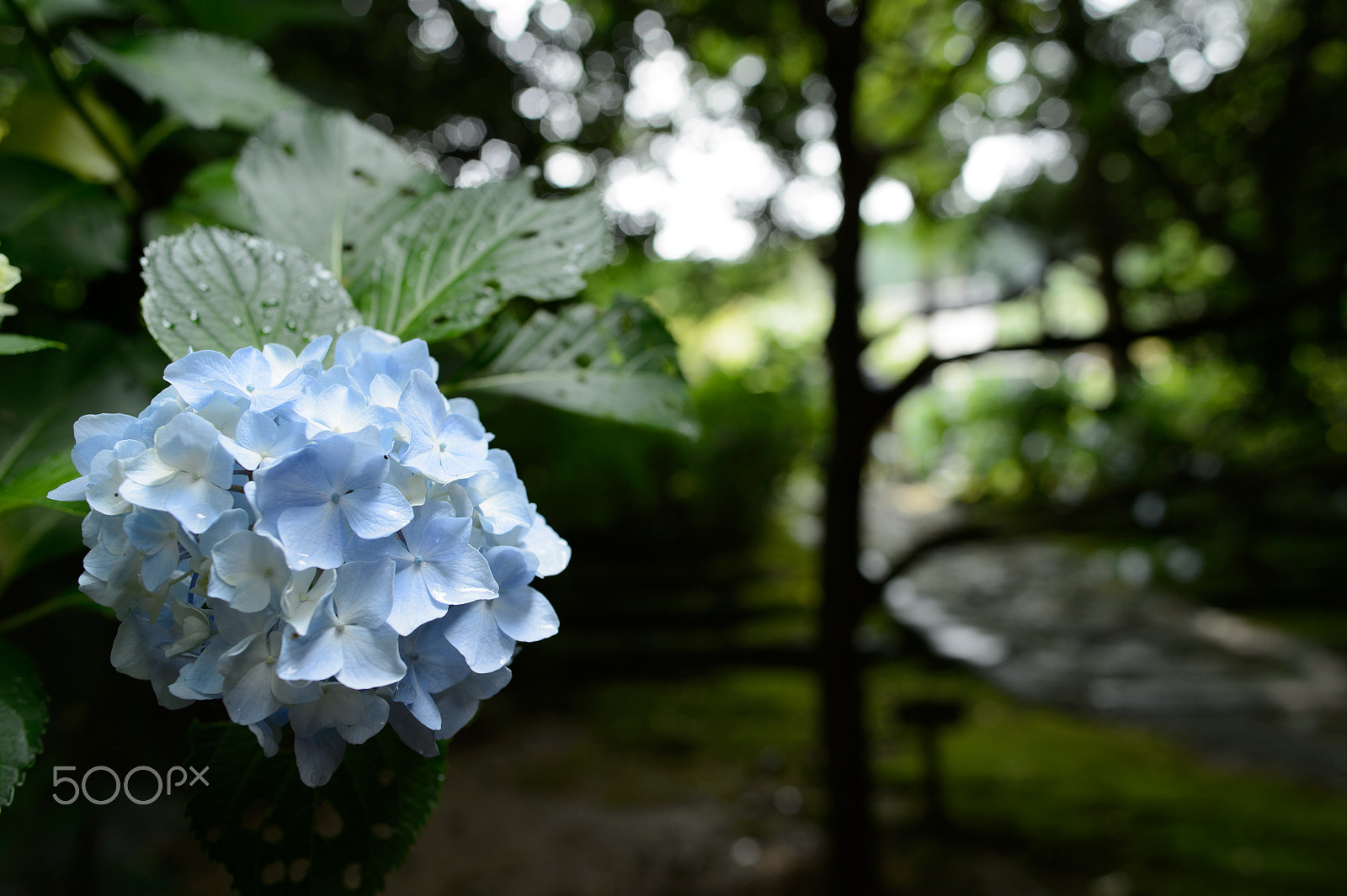 Nikon Df + Nikon AF-S Nikkor 28mm F1.8G sample photo. Blue hydrangea photography