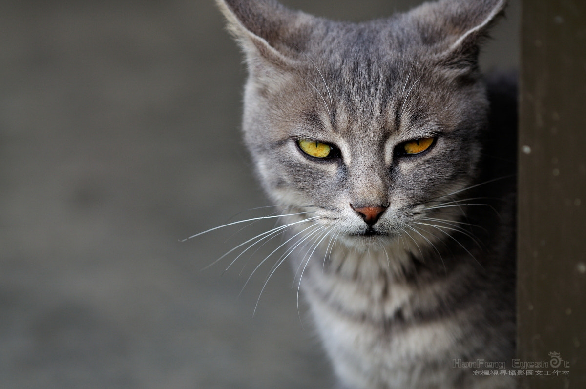 Nikon D90 + Nikon AF Micro-Nikkor 200mm F4D ED-IF sample photo. 眼神 photography