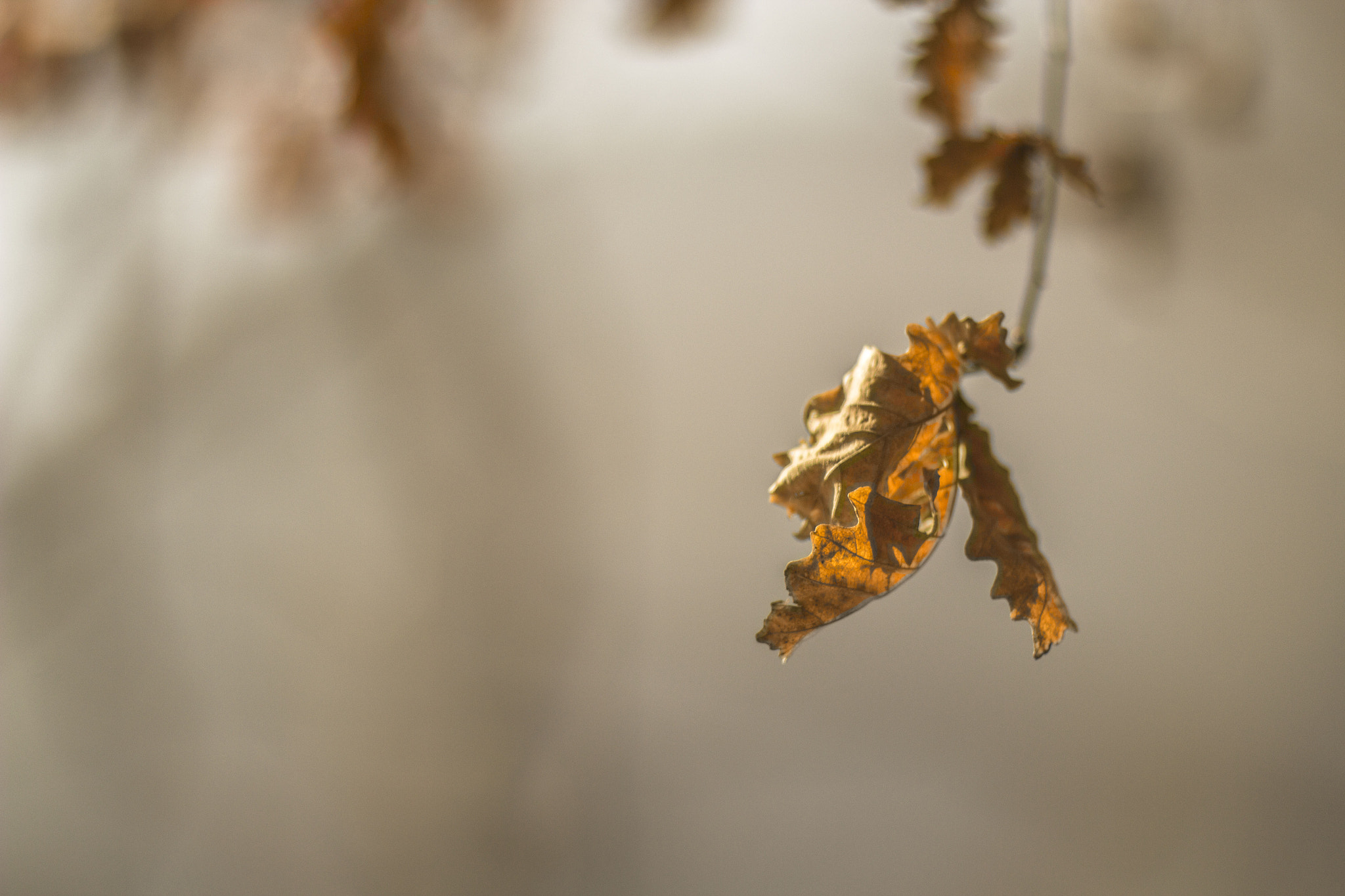 Canon EOS 60D + Canon EF 85mm F1.2L II USM sample photo. 秋 photography