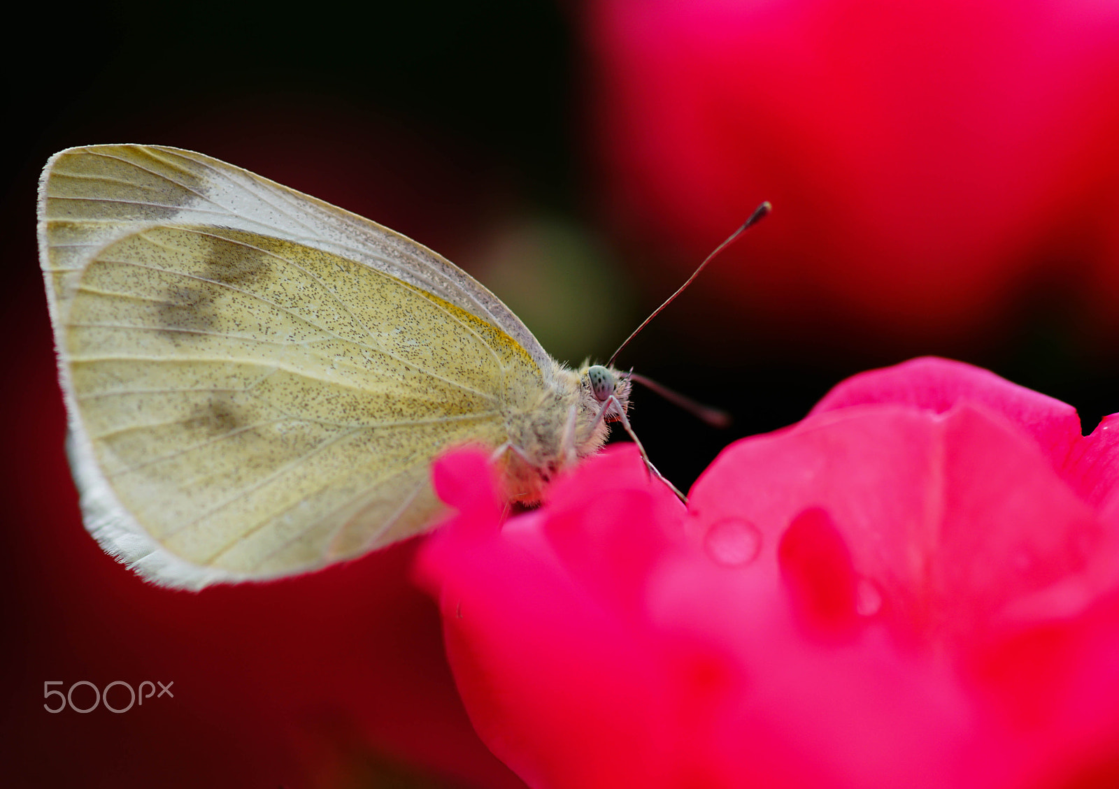 Sony ILCA-77M2 + Minolta AF 100mm F2.8 Macro [New] sample photo. Enjoy your sunday! photography