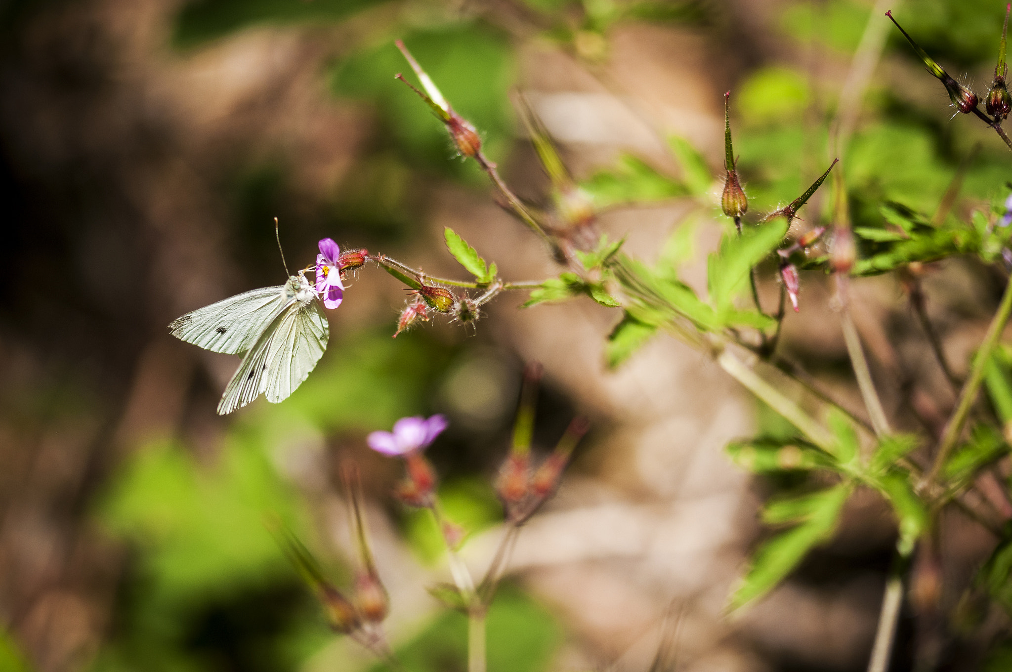 Sigma 105mm F2.8 EX DG OS HSM sample photo. Mariposa3 photography