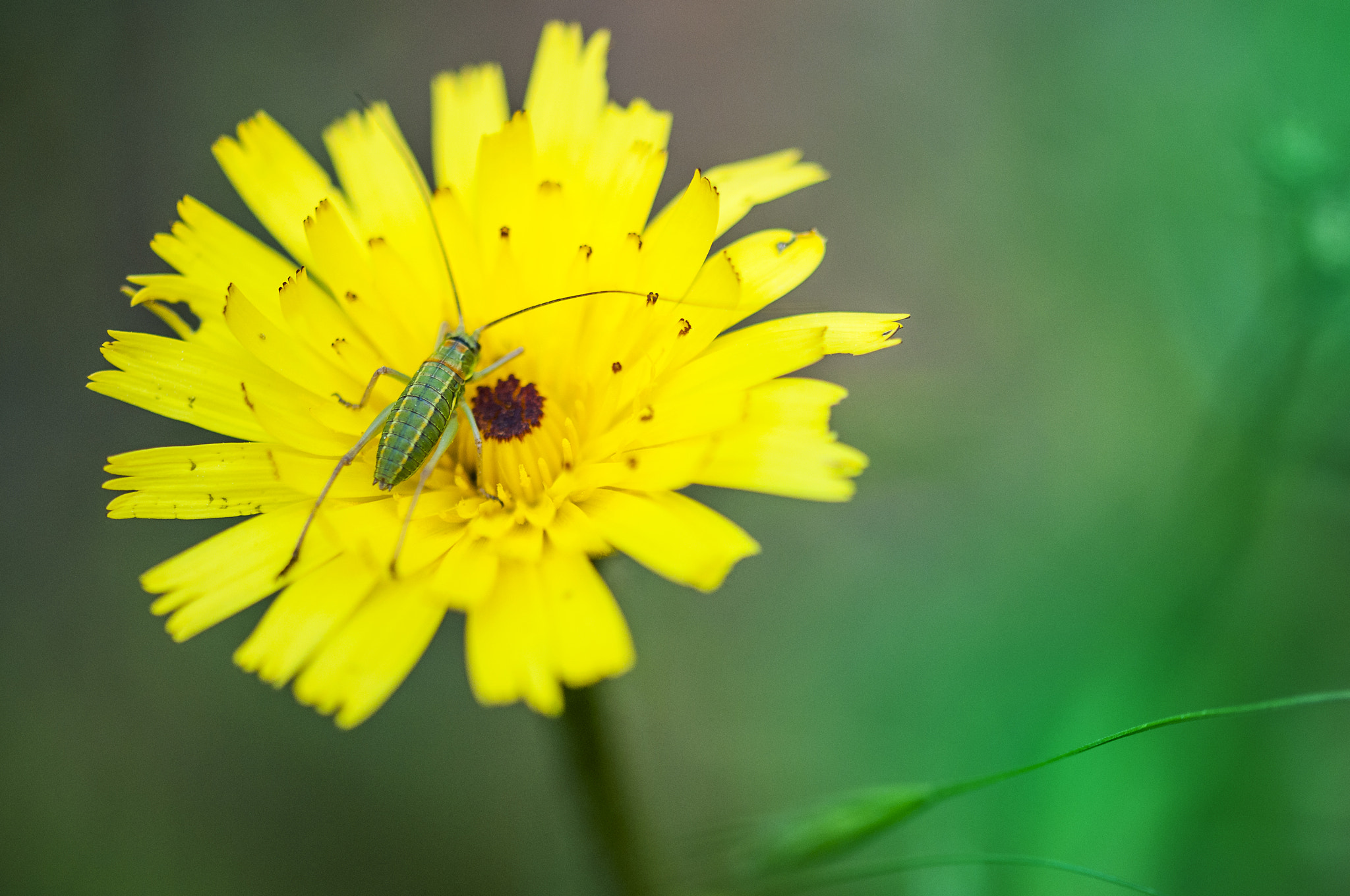 Sigma 105mm F2.8 EX DG OS HSM sample photo. Amarilla photography