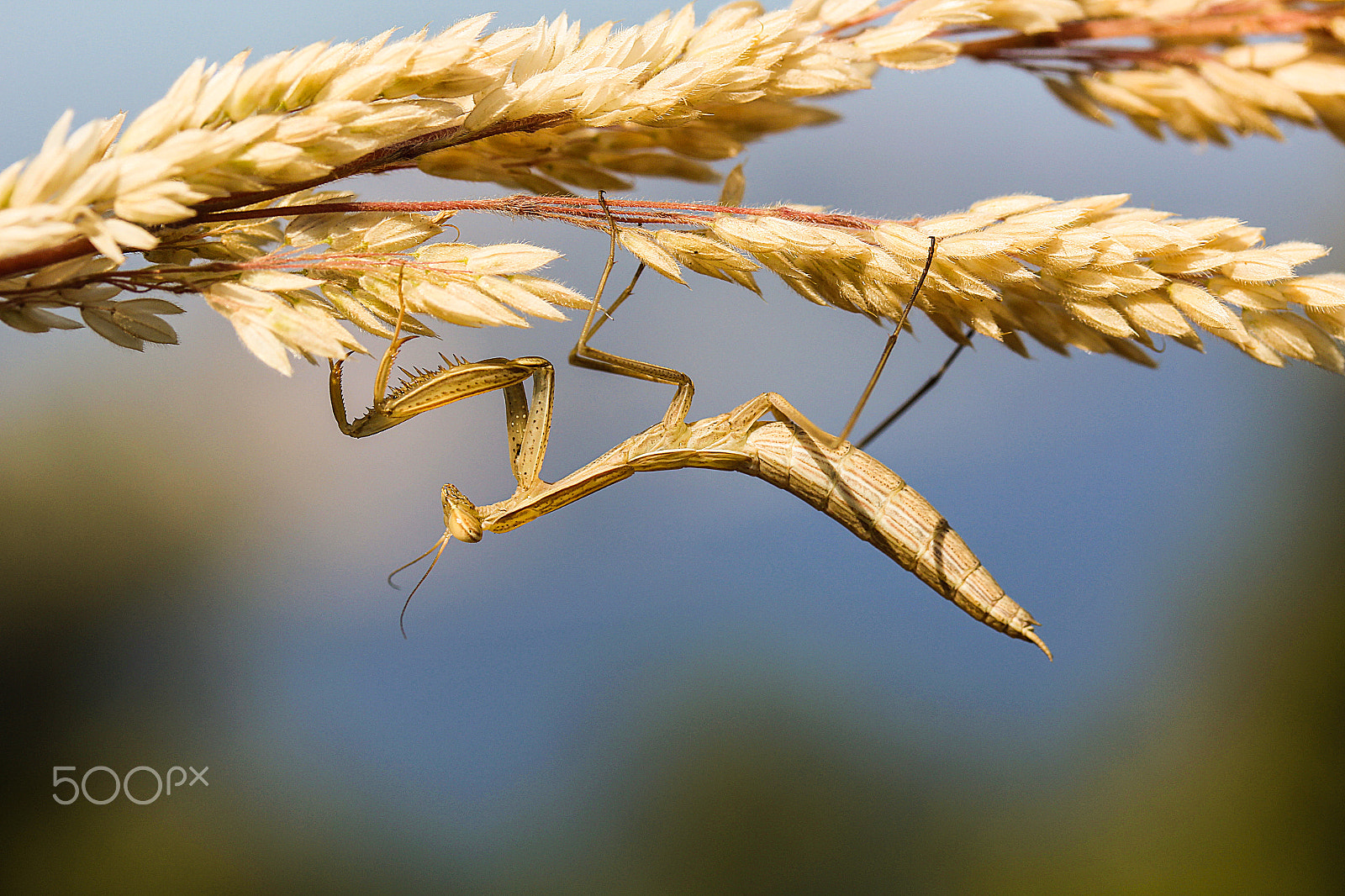 Canon EF-S 60mm F2.8 Macro USM sample photo. Summer journey photography