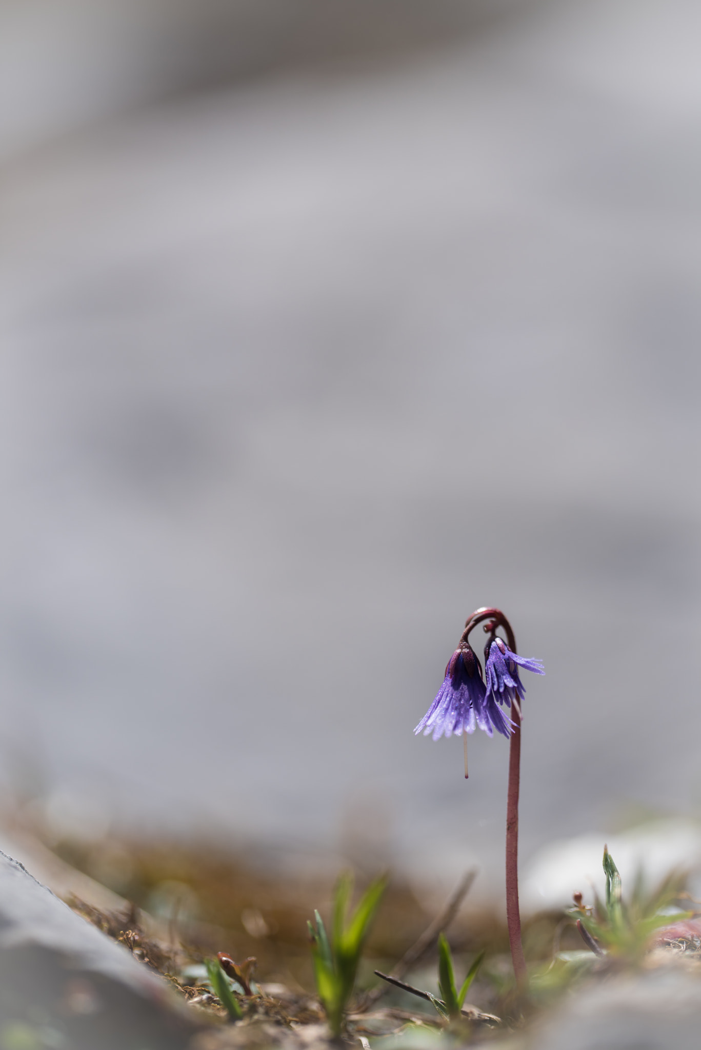 Sigma 150mm F2.8 EX DG OS Macro HSM sample photo. Soldanella photography