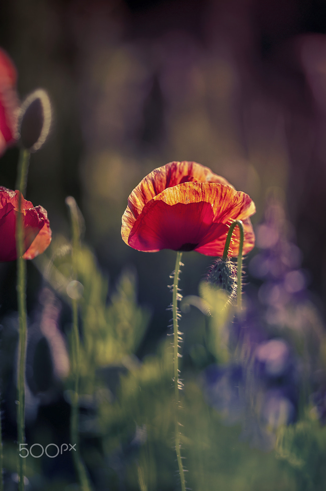 Sigma 105mm F2.8 EX DG OS HSM sample photo. ,,, photography