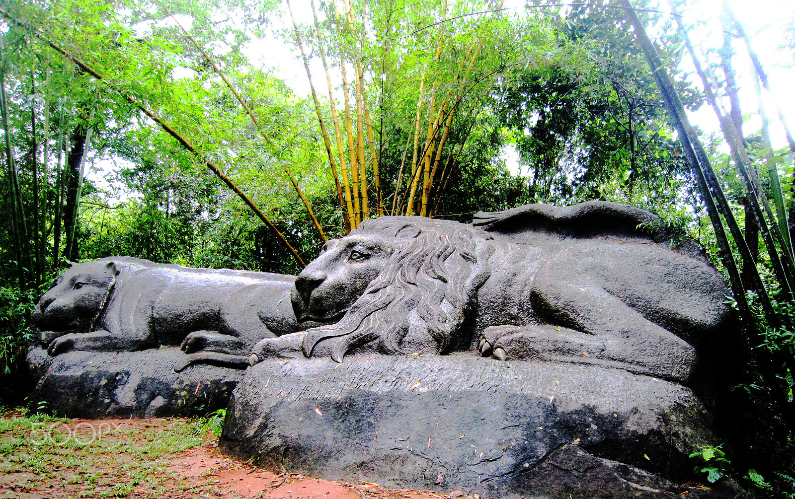 Canon PowerShot SD3500 IS (IXUS 210 / IXY 10S) sample photo. King lions in forest madagui-viet nam photography