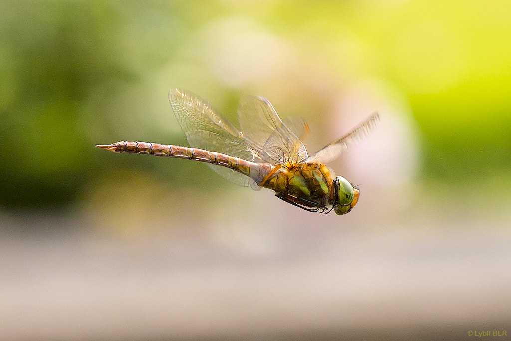 Sigma APO Macro 150mm f/2.8 EX DG HSM sample photo. Dragonfly flying photography