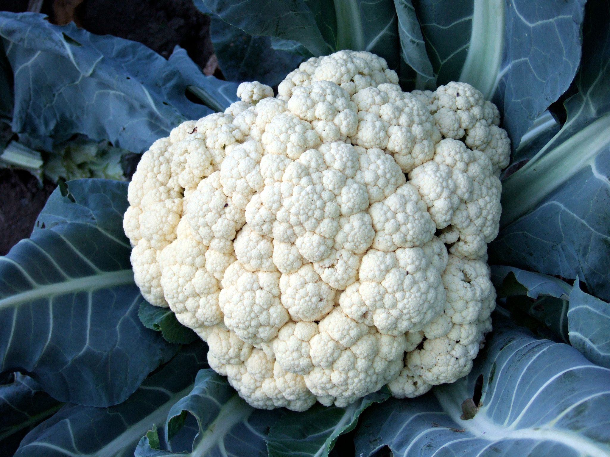 Fujifilm FinePix F10 sample photo. Big cauliflower photography