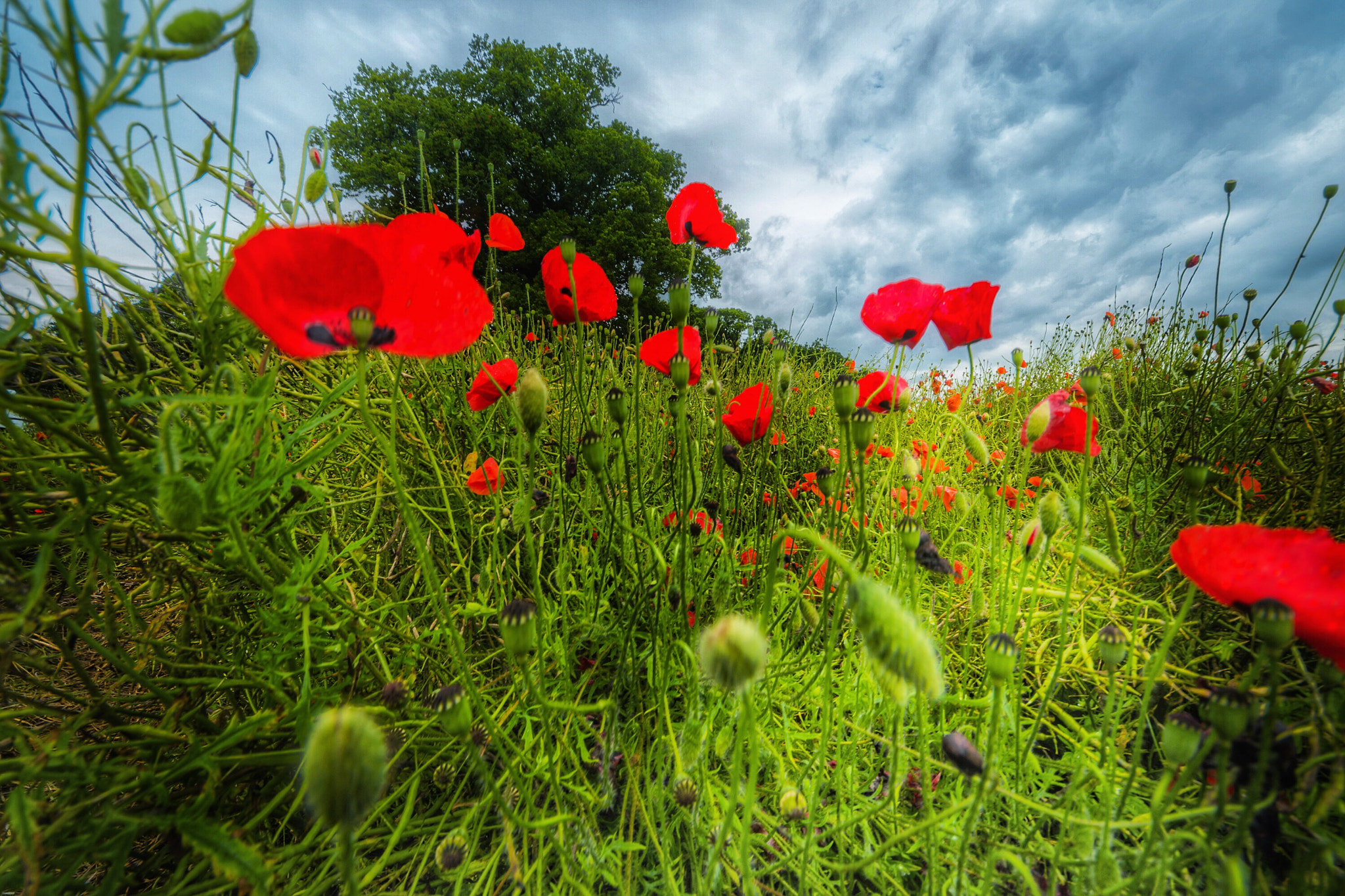 Sigma 8-16mm F4.5-5.6 DC HSM sample photo. Wild poppy fields photography