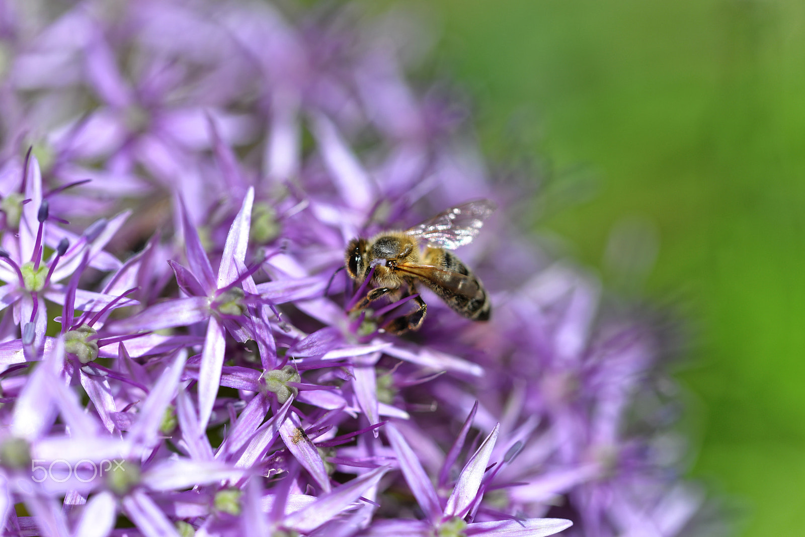 Nikon D600 sample photo. Happy bee photography