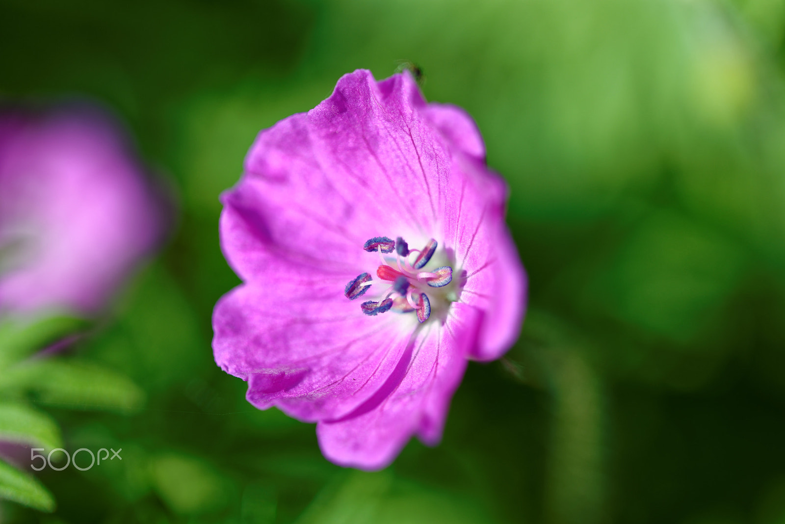 Nikon D600 + Tamron SP 90mm F2.8 Di VC USD 1:1 Macro (F004) sample photo. Walking through my garden photography