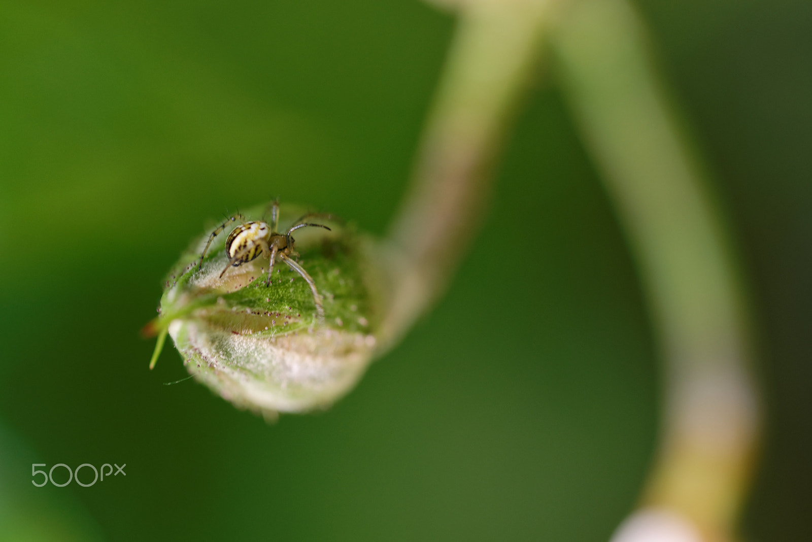 Nikon D600 sample photo. Little spider photography
