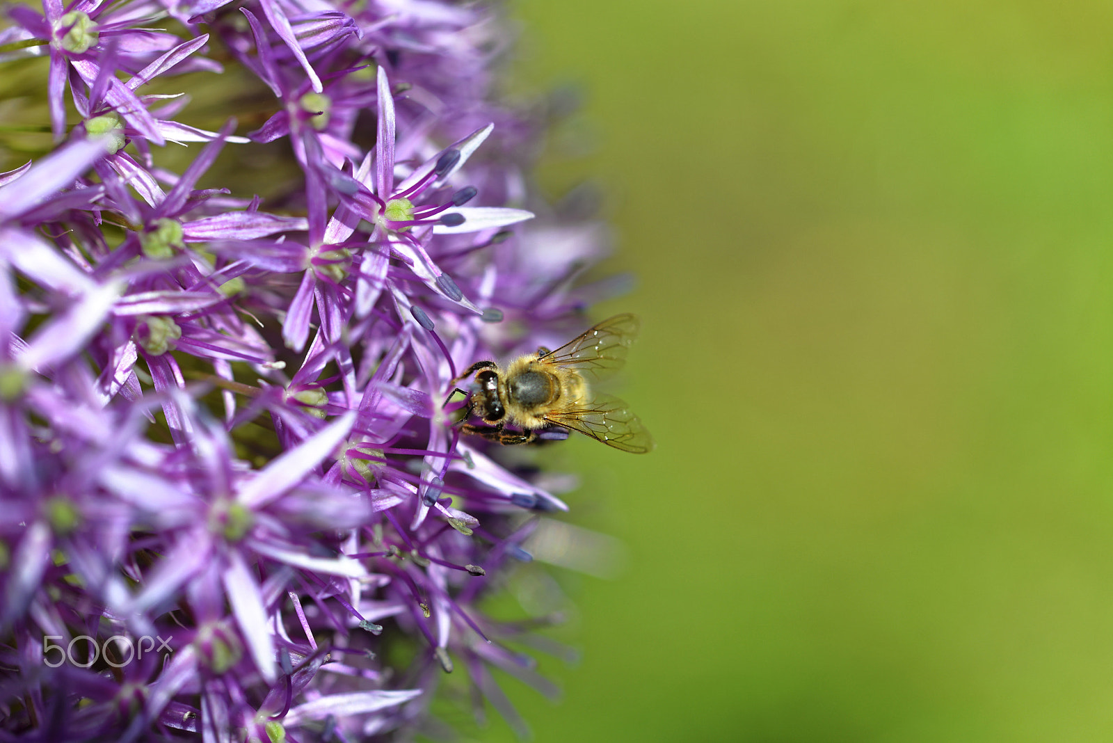 Nikon D600 + Tamron SP 90mm F2.8 Di VC USD 1:1 Macro (F004) sample photo. Happy bee photography