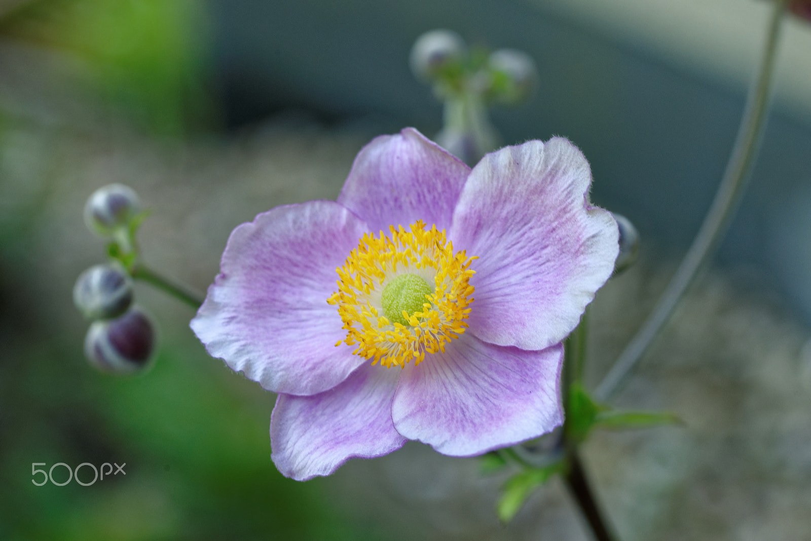 Nikon D600 sample photo. Walking through my garden photography