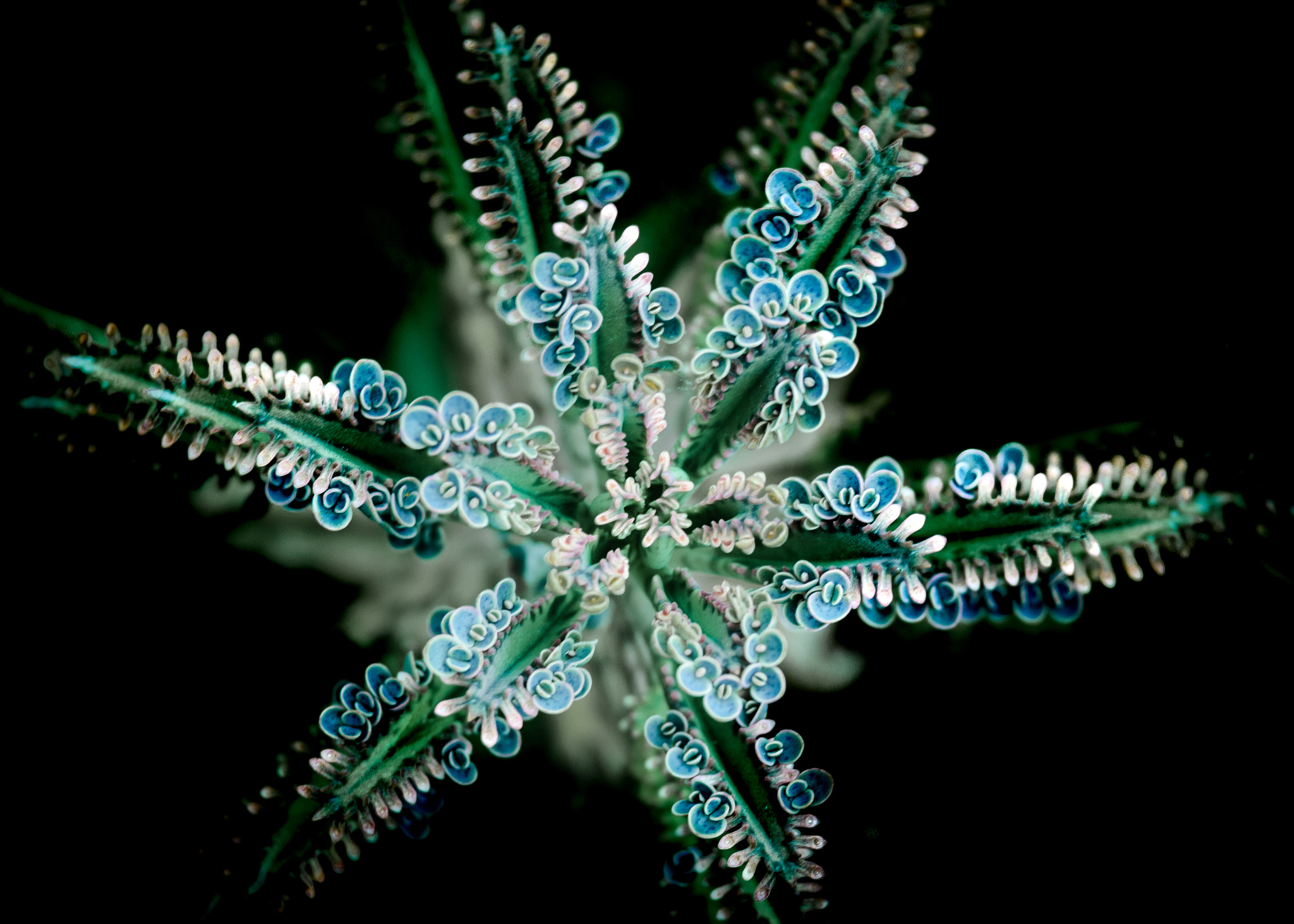 Nikon D40X sample photo. Star.... cactus plant photography