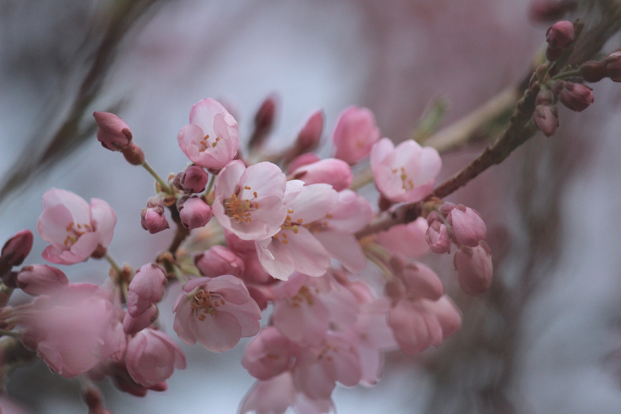 Canon EOS 600D (Rebel EOS T3i / EOS Kiss X5) sample photo. Cherry blossom photography