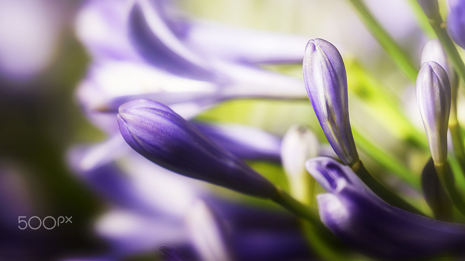 Sony FE 70-300mm F4.5-5.6 G OSS sample photo. Time to bloom photography