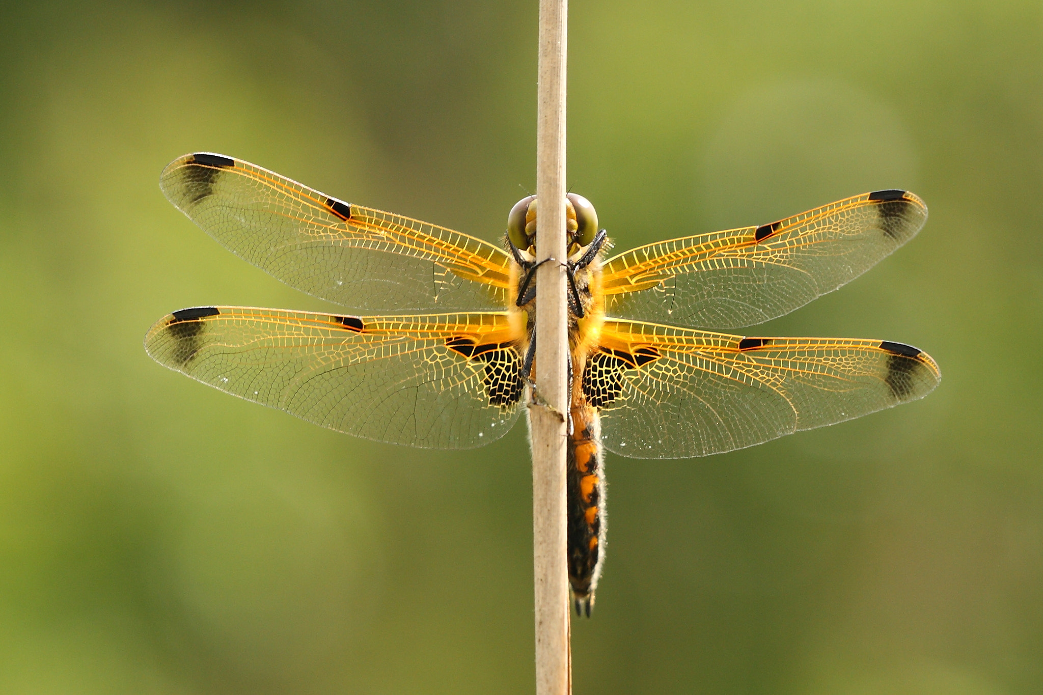 Sigma APO Macro 150mm f/2.8 EX DG HSM sample photo. Four-spotted chaser photography