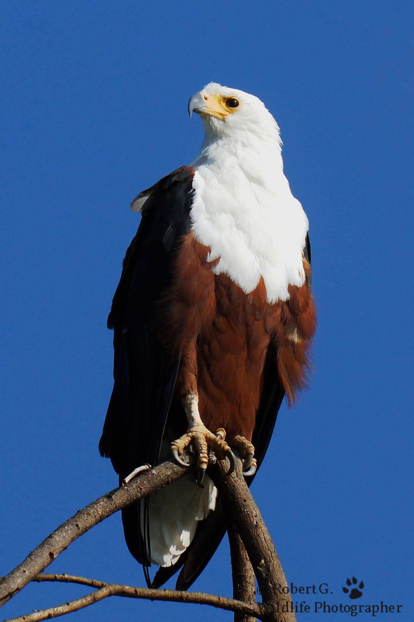 Sony SLT-A77 + Minolta/Sony AF 70-200mm F2.8 G sample photo. African sea eagle / lake baringo photography