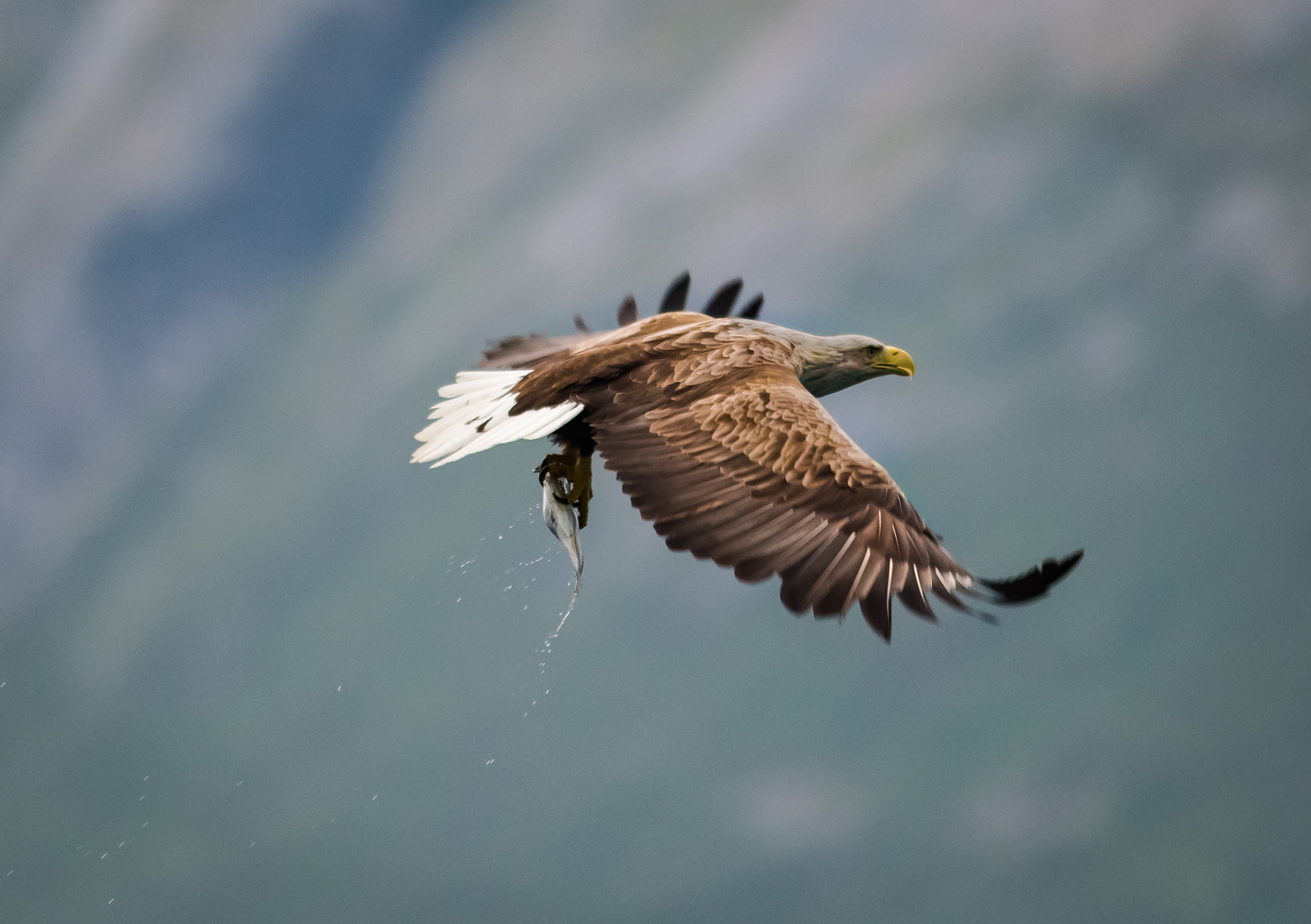 Nikon AF-S Nikkor 300mm F2.8G ED VR II sample photo. White-tailed eagle photography