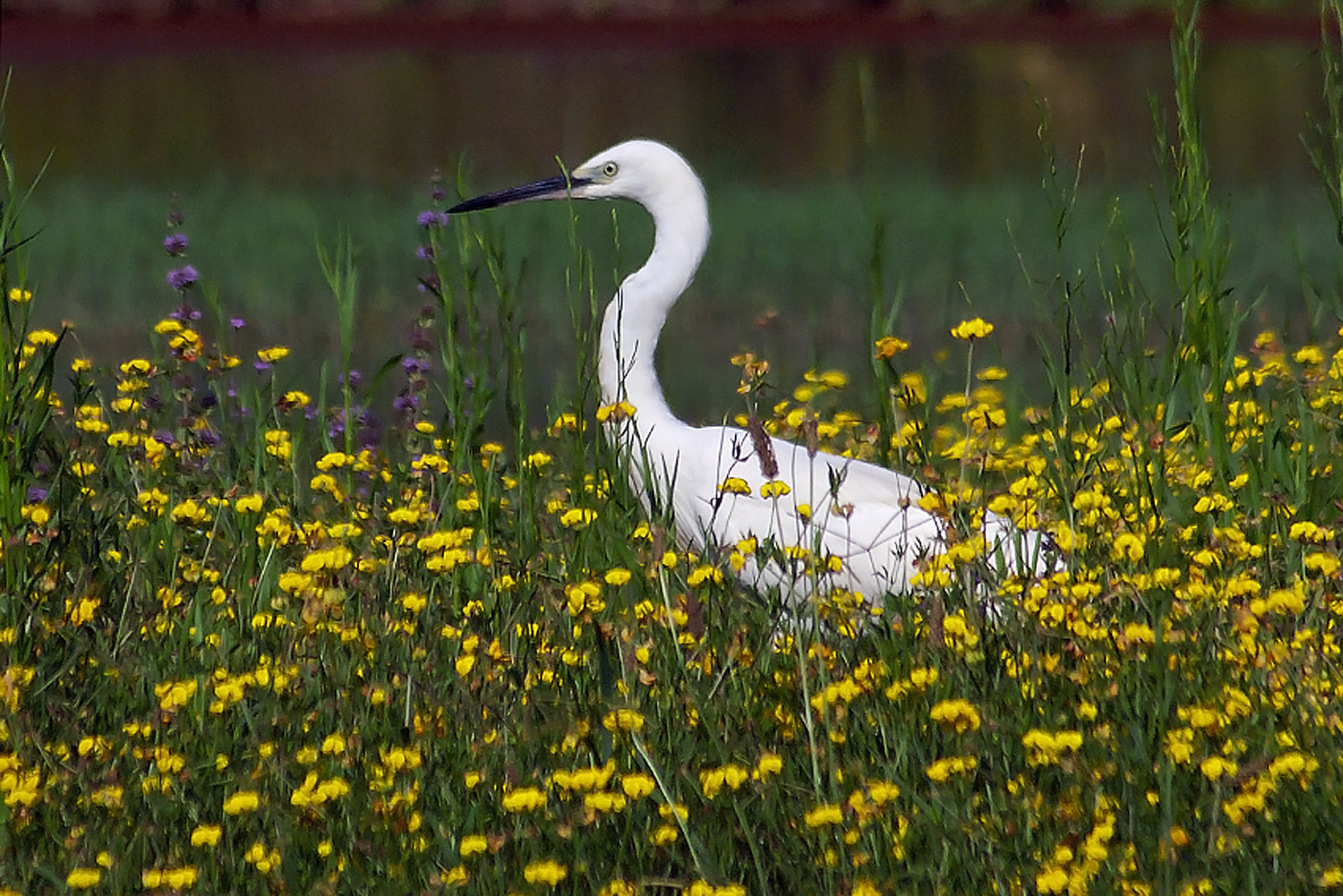 Pentax K20D + Sigma sample photo. Splendour in the grass photography