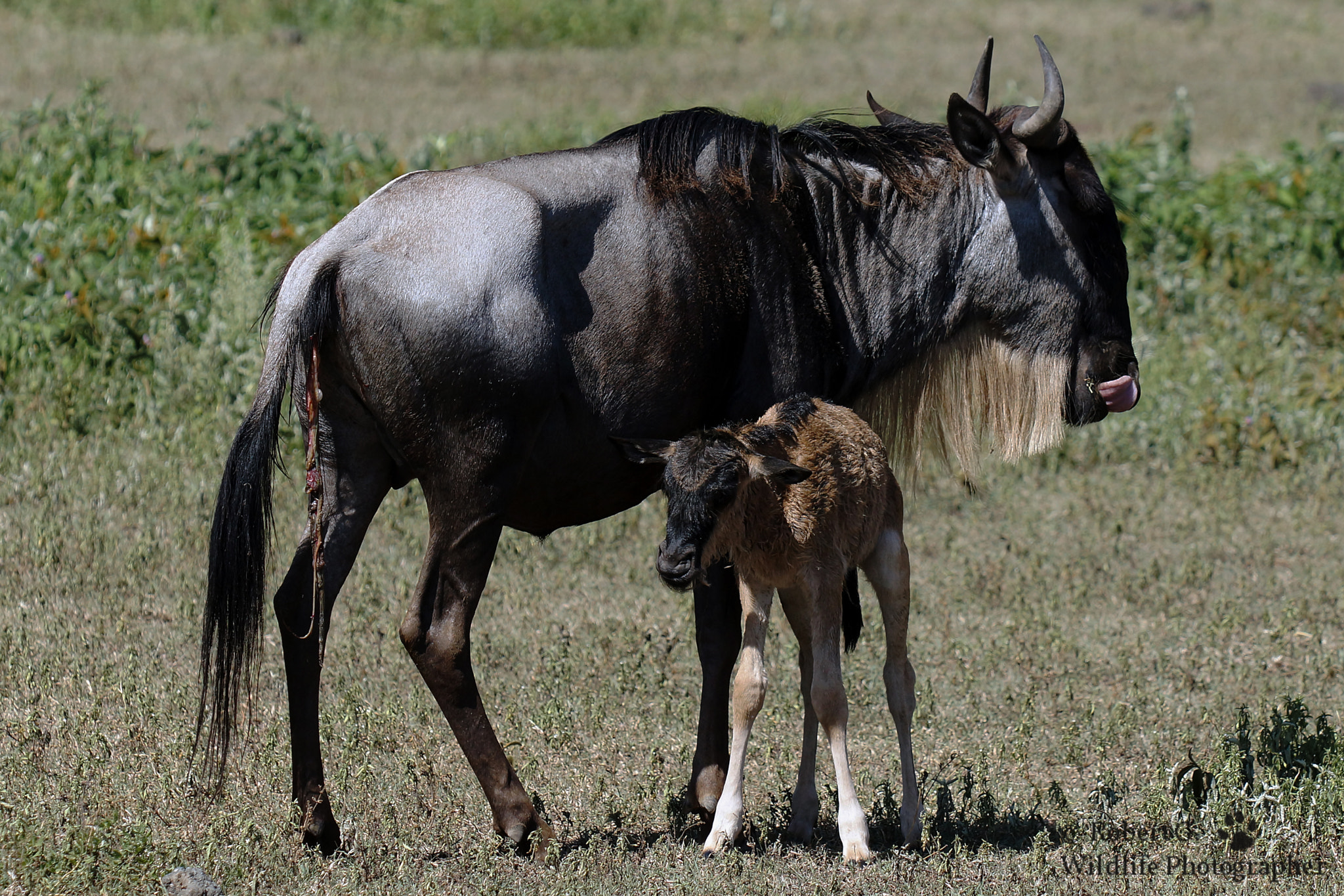 Sony SLT-A77 sample photo. Wildebeest are born photography