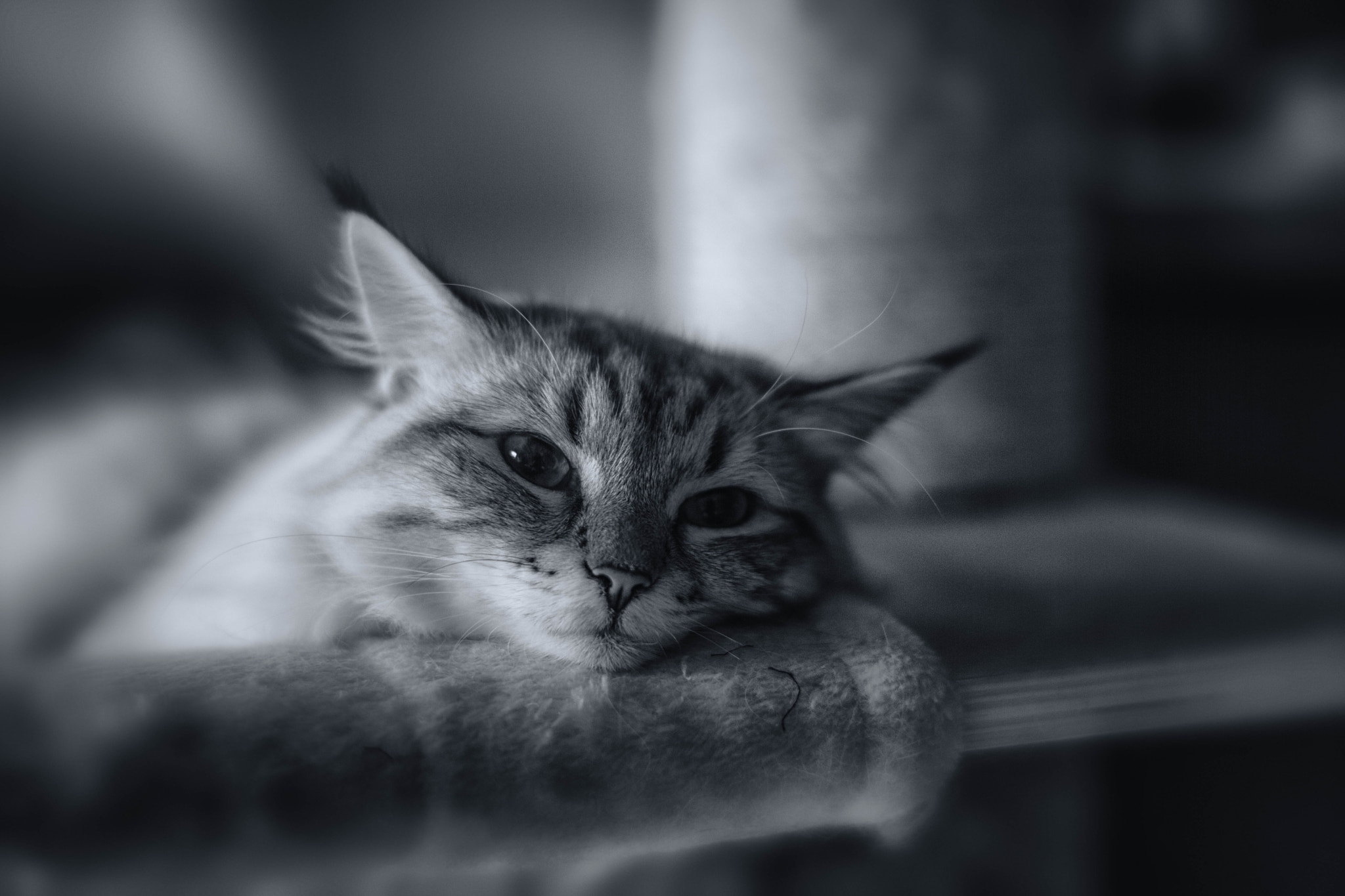 Nikon AF-S Nikkor 58mm F1.4G sample photo. Princess cassiopeia's laments photography