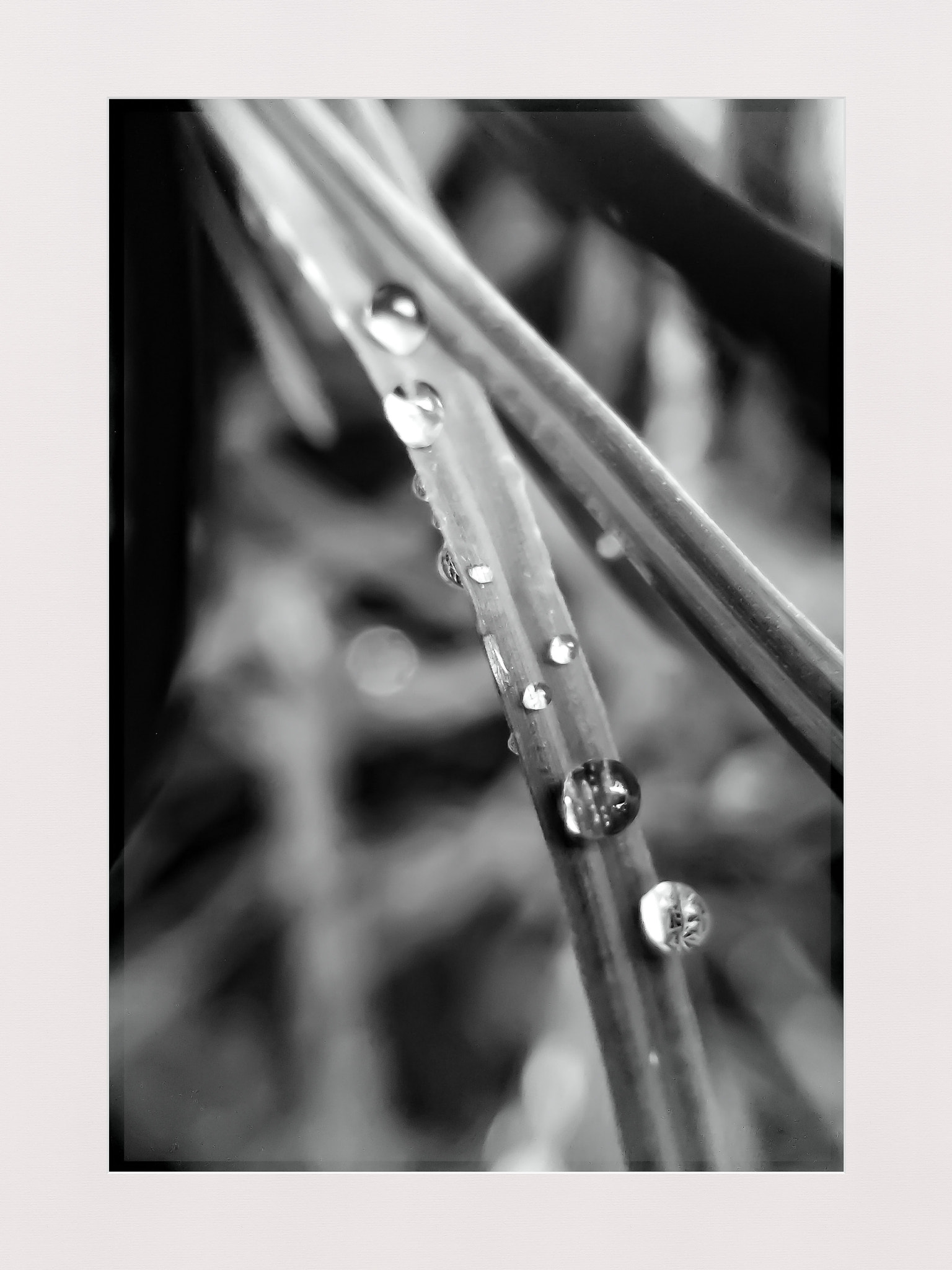 vivo Y51L sample photo. Raindrops on grass  photography