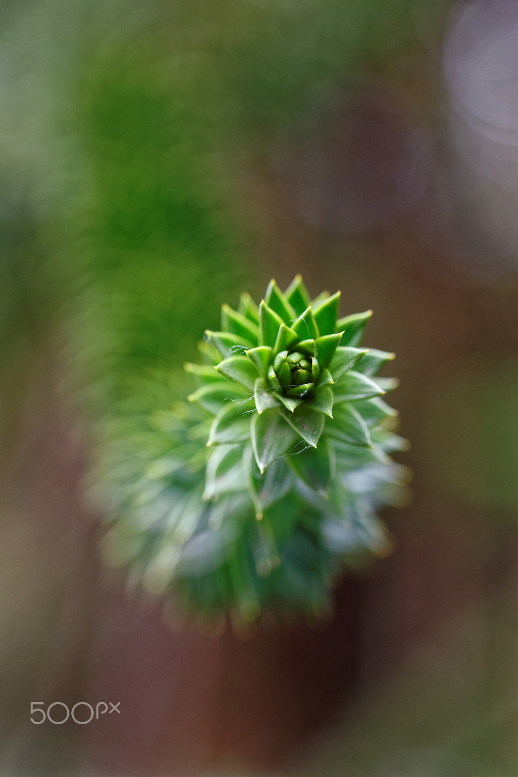 Nikon D600 sample photo. Closeup photography