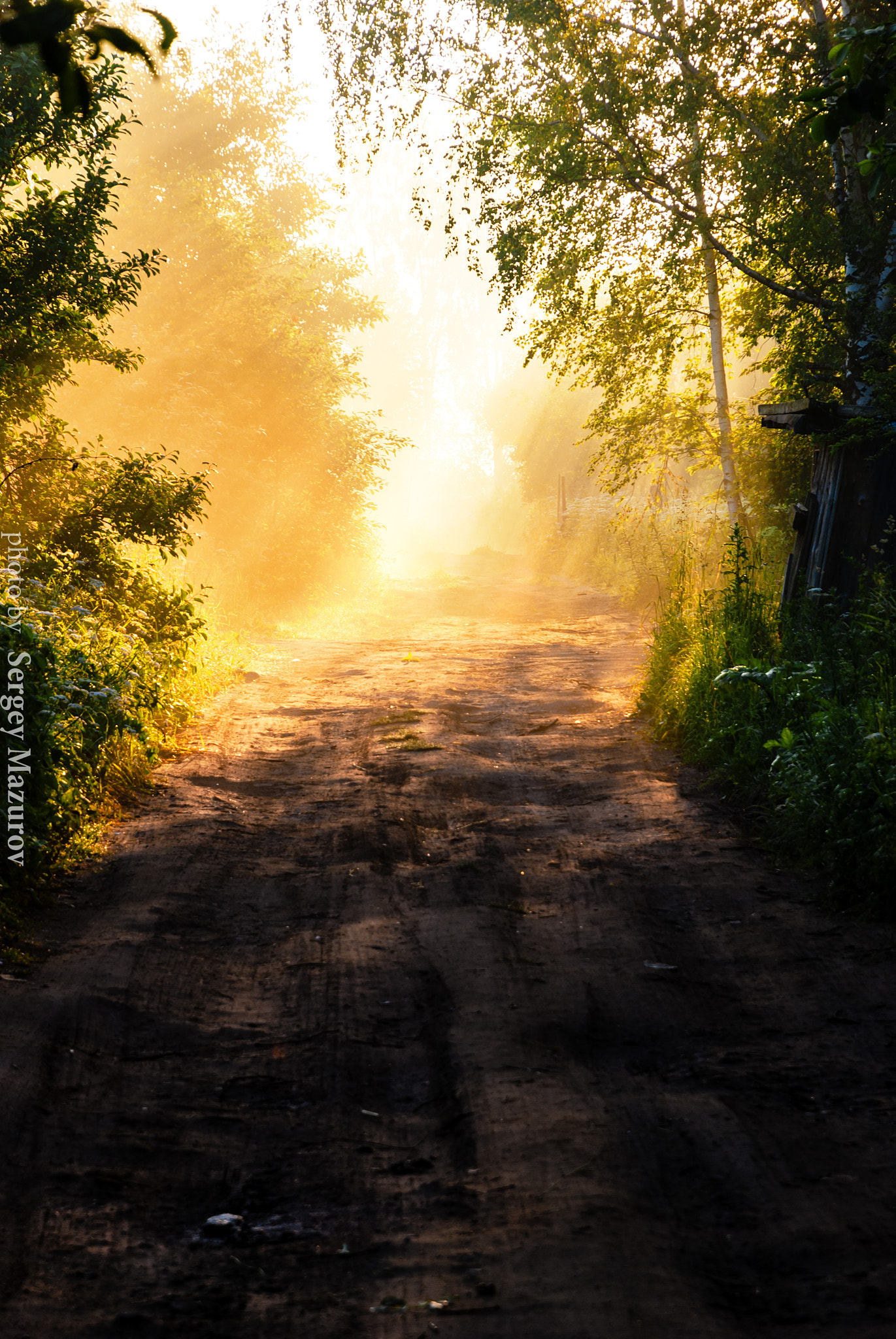 Nikon D80 sample photo. A forest road photography
