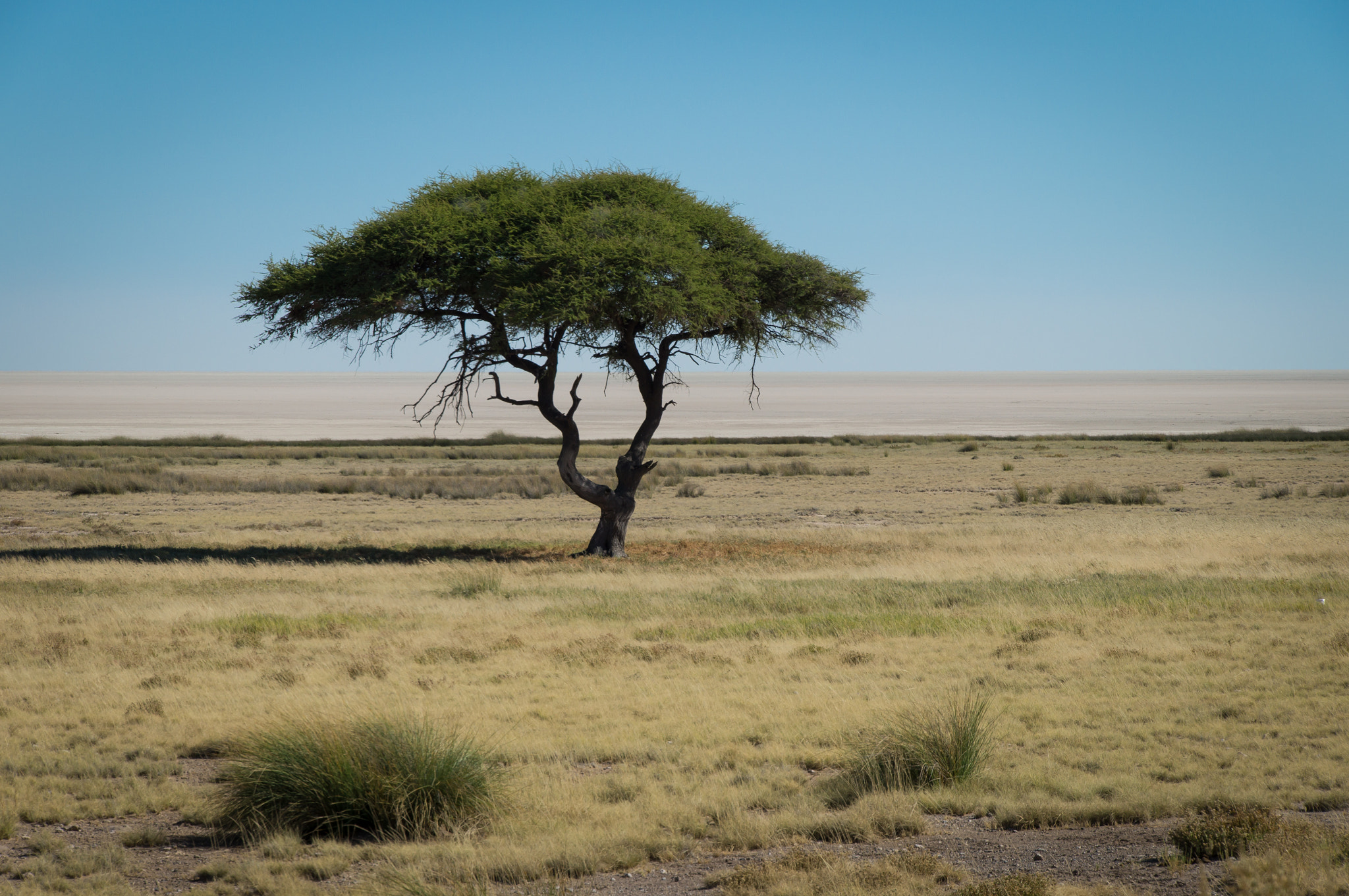 Sony SLT-A57 + Tamron 18-270mm F3.5-6.3 Di II PZD sample photo. Etosha national park, namibia photography