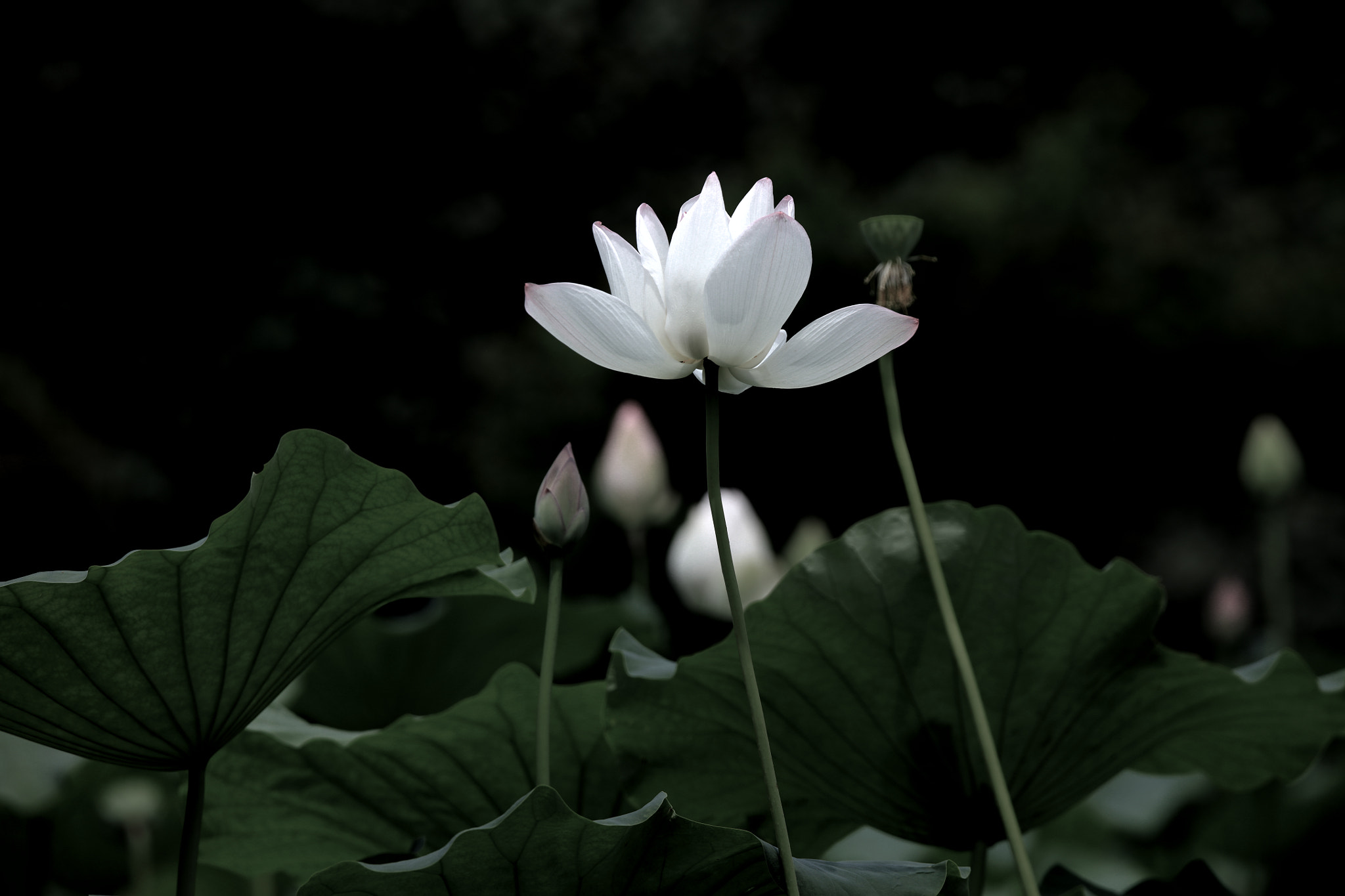 Canon EOS 5DS + Tamron SP 150-600mm F5-6.3 Di VC USD sample photo. White lotus photography