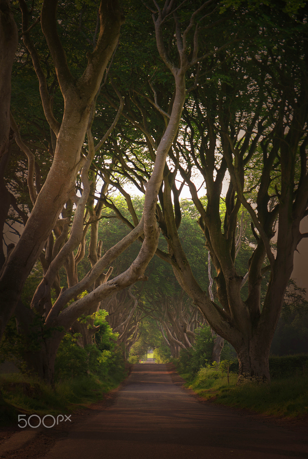 Saumsun NX 16-50mm F2-2.8 S ED OIS sample photo. Magic dark hedges photography