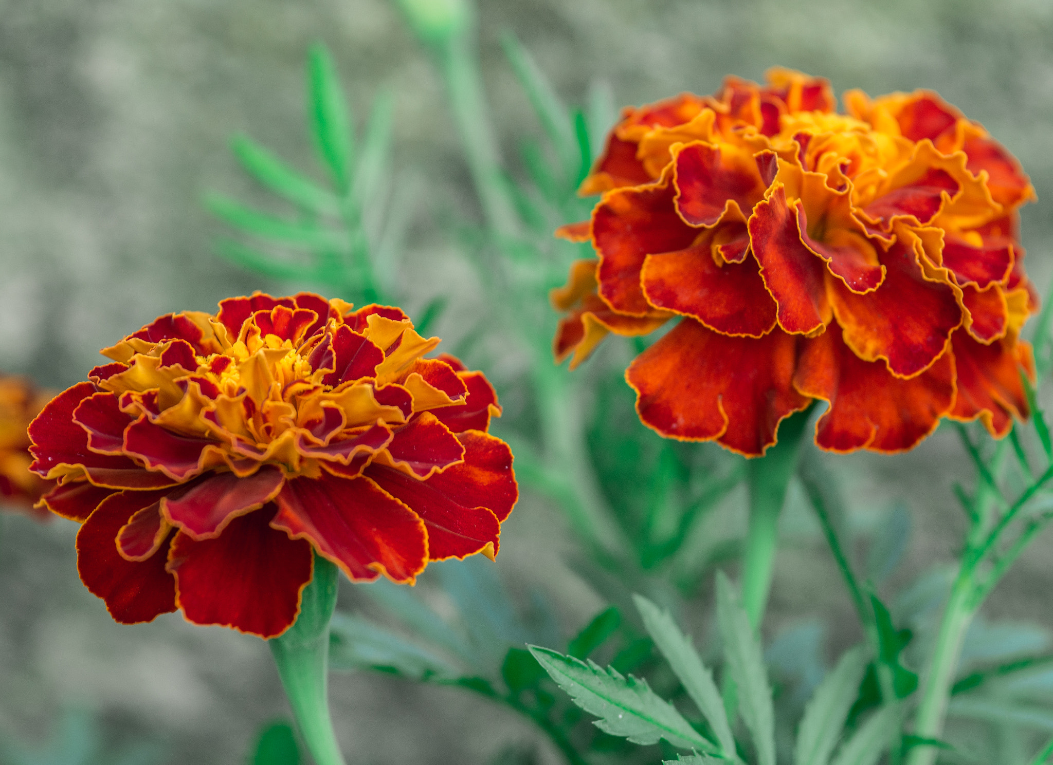 Olympus OM-D E-M10 + Sigma 60mm F2.8 DN Art sample photo. Tagetes photography