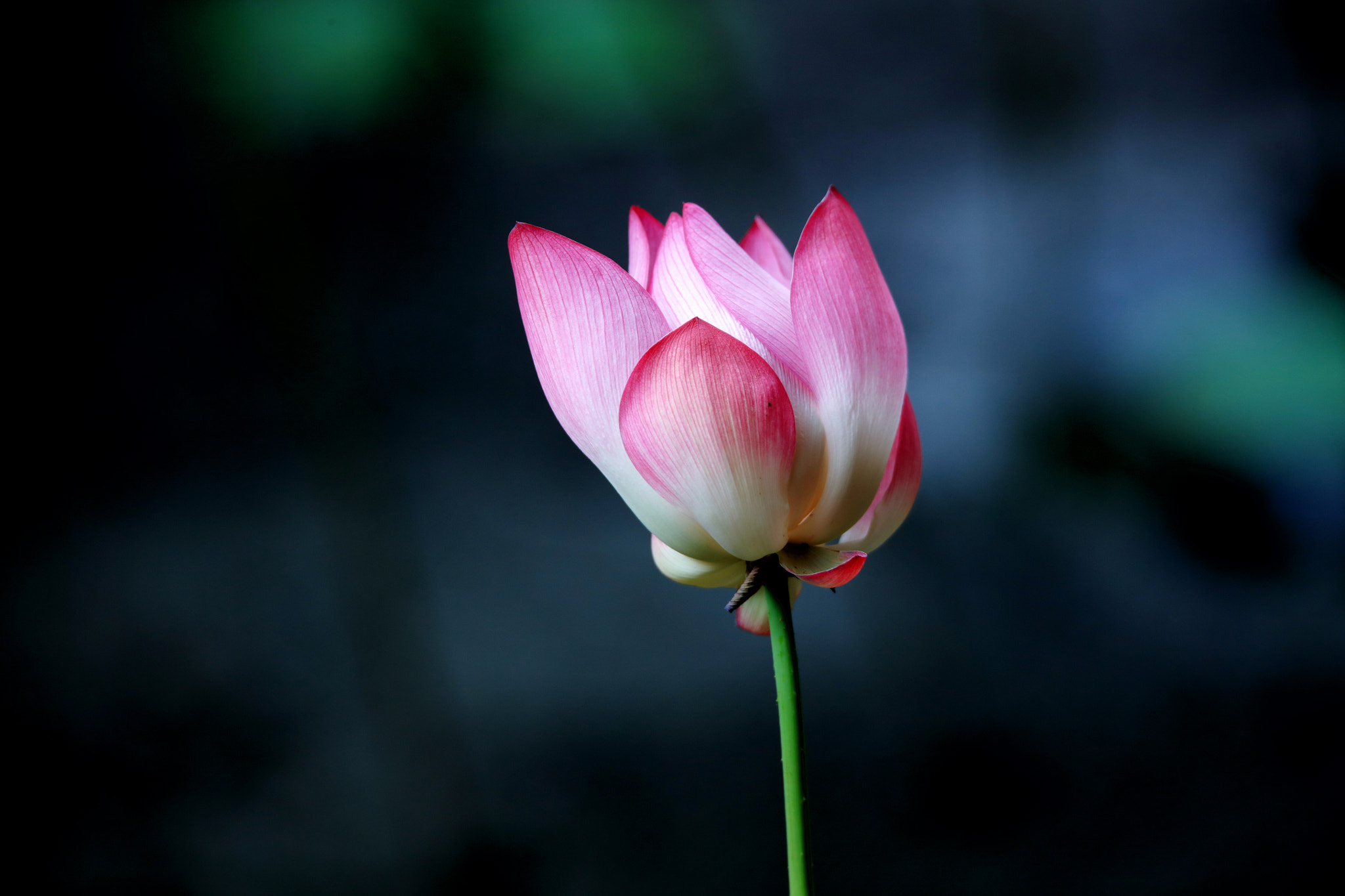 Tamron SP 150-600mm F5-6.3 Di VC USD sample photo. Lotus photography