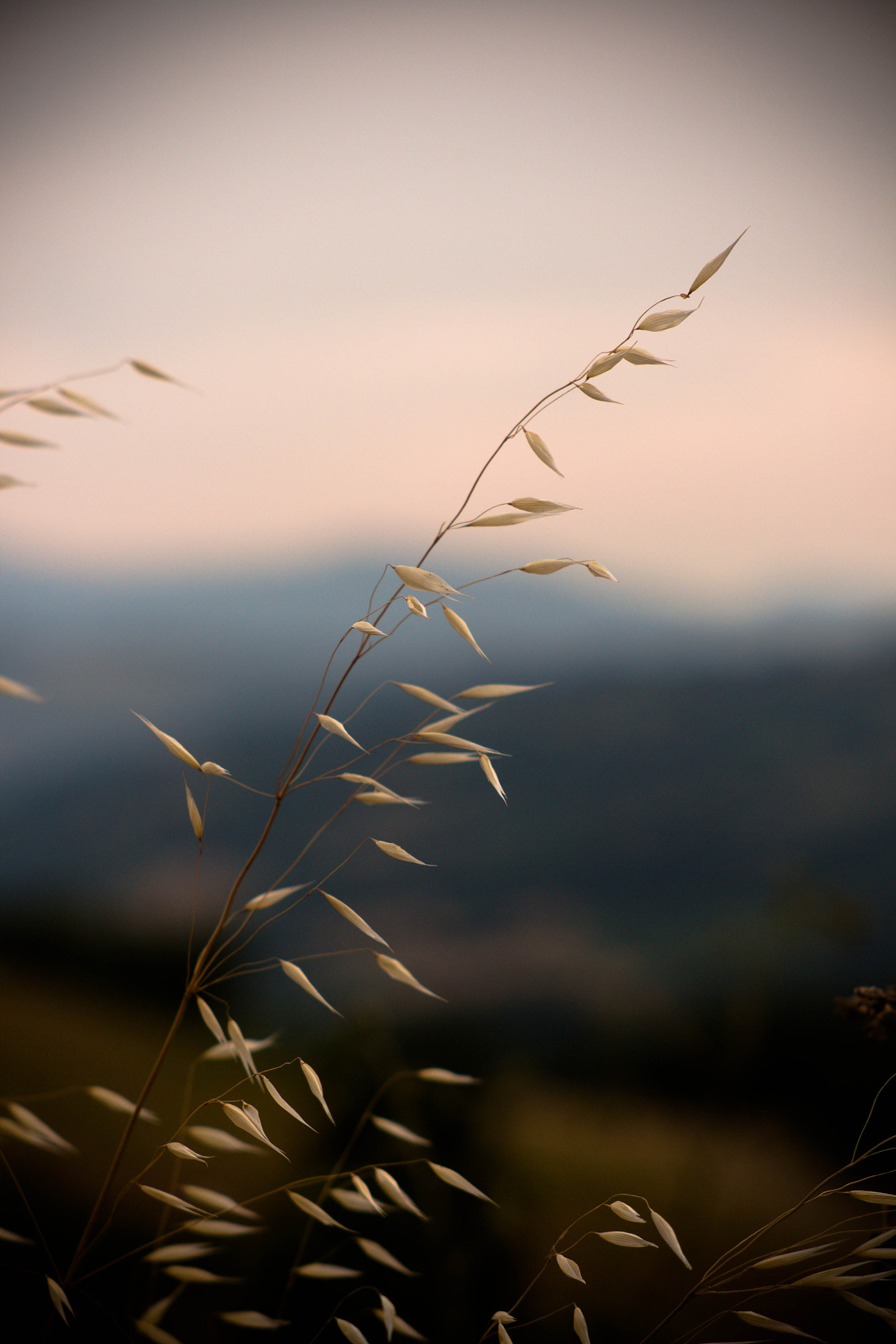 Canon EF 35-80mm f/4-5.6 sample photo