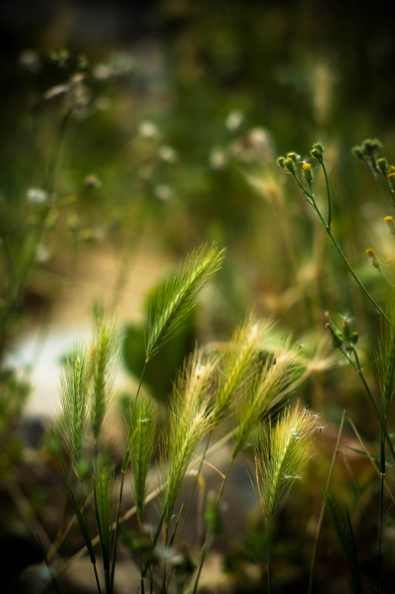 Canon EF 35-80mm f/4-5.6 sample photo