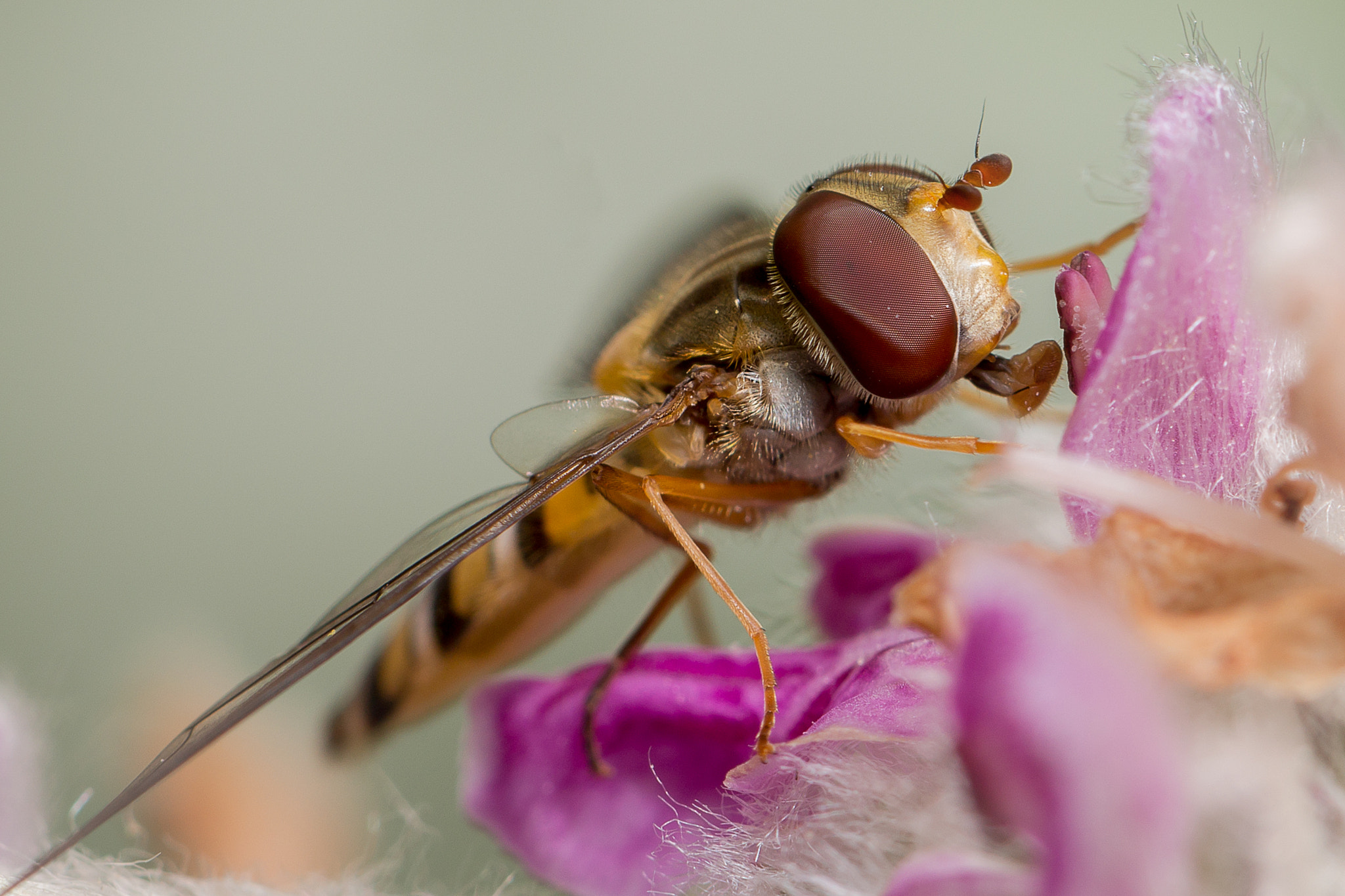 Canon EOS 650D (EOS Rebel T4i / EOS Kiss X6i) + Canon EF 100mm F2.8L Macro IS USM sample photo. Hoverfly photography