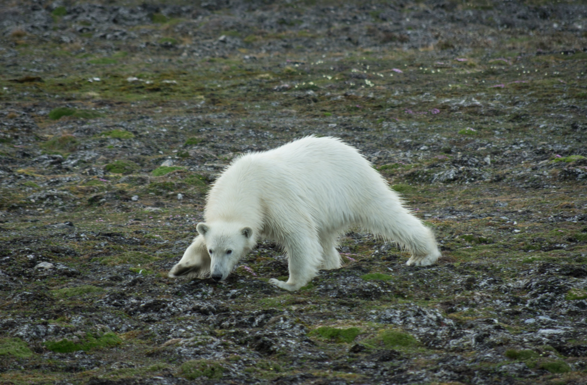 Pentax smc DA 50-200mm F4-5.6 ED WR sample photo. Cub. photography
