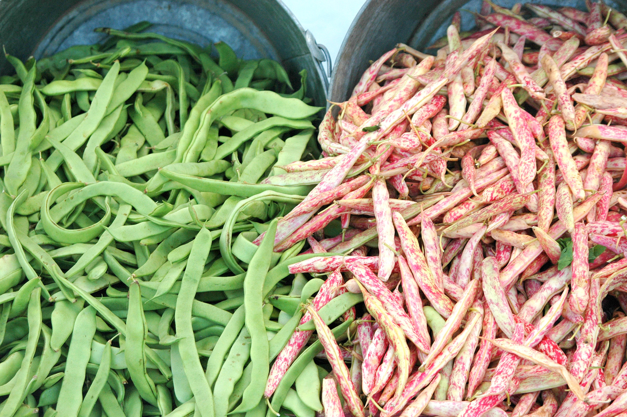 Nikon D70 sample photo. String beans. photography