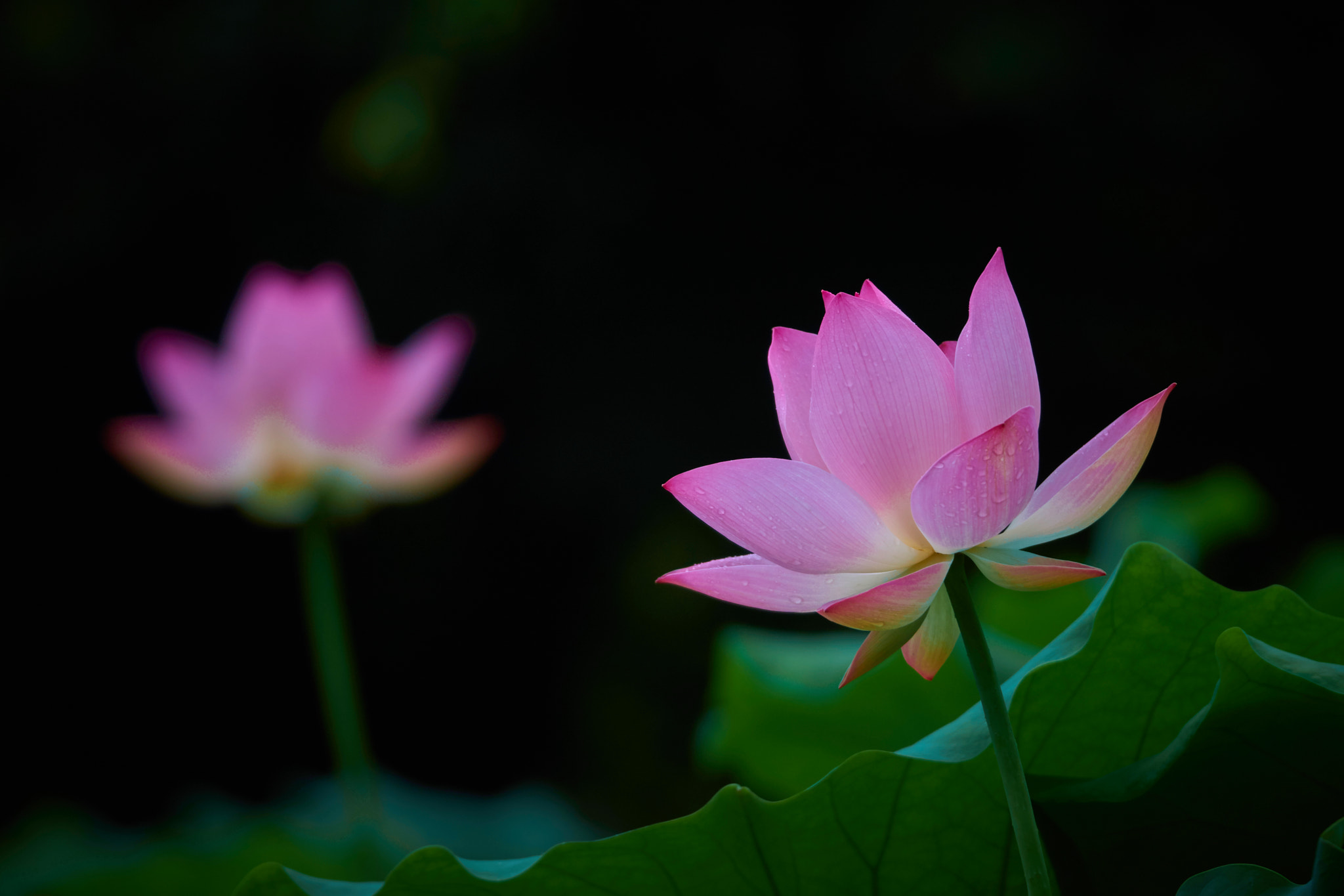 Sony SLT-A77 sample photo