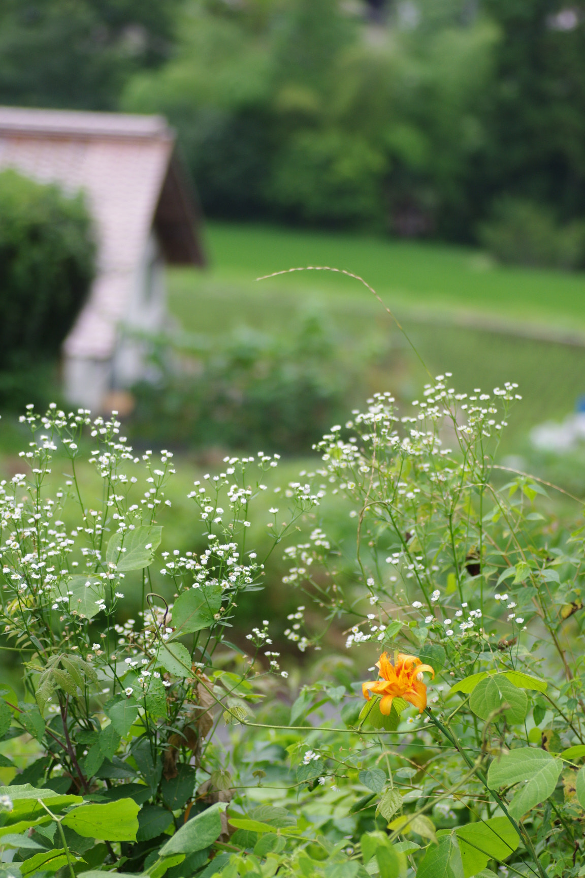 Tamron SP AF 90mm F2.8 Di Macro sample photo. ヤブカンゾウのある風景。 photography