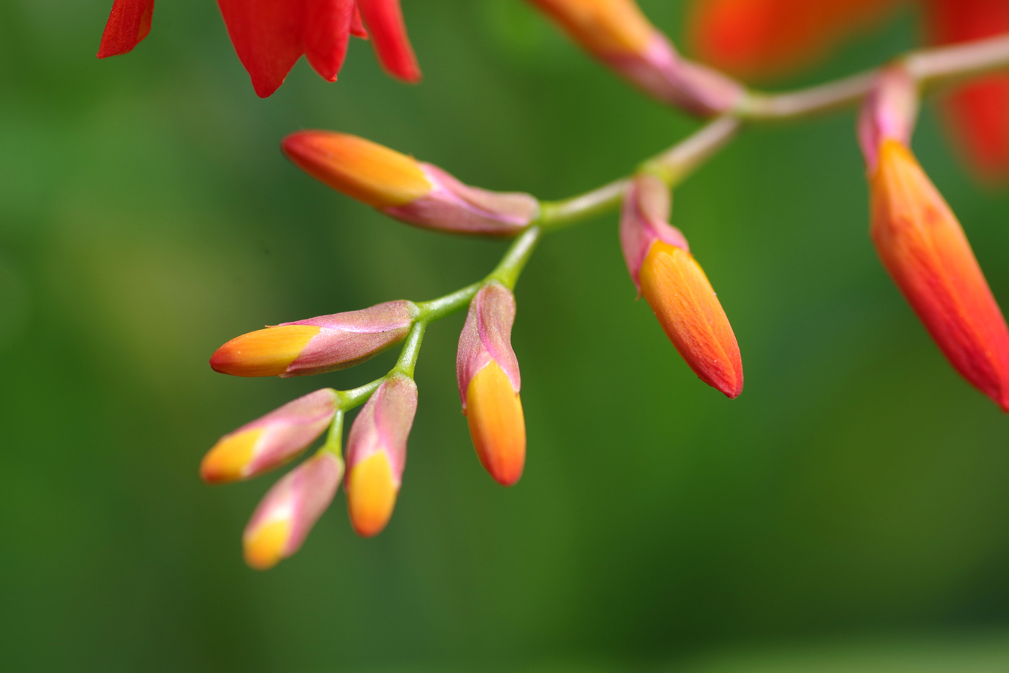 Pentax smc D-FA 100mm F2.8 Macro WR sample photo. Montbretia (ヒメヒオウギズイセン) photography