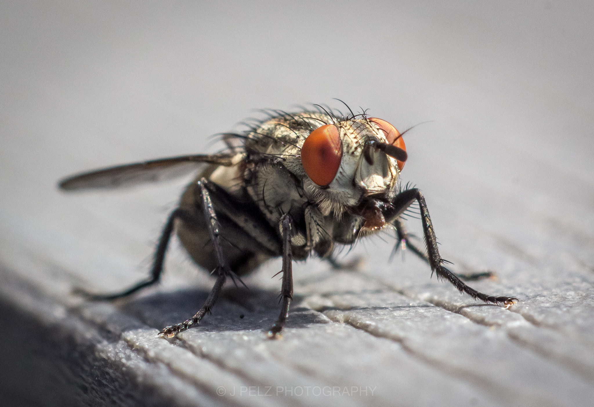 Canon EOS 60D + Canon EF 100mm F2.8 Macro USM sample photo.  bzzz at my dinnertable.  photography