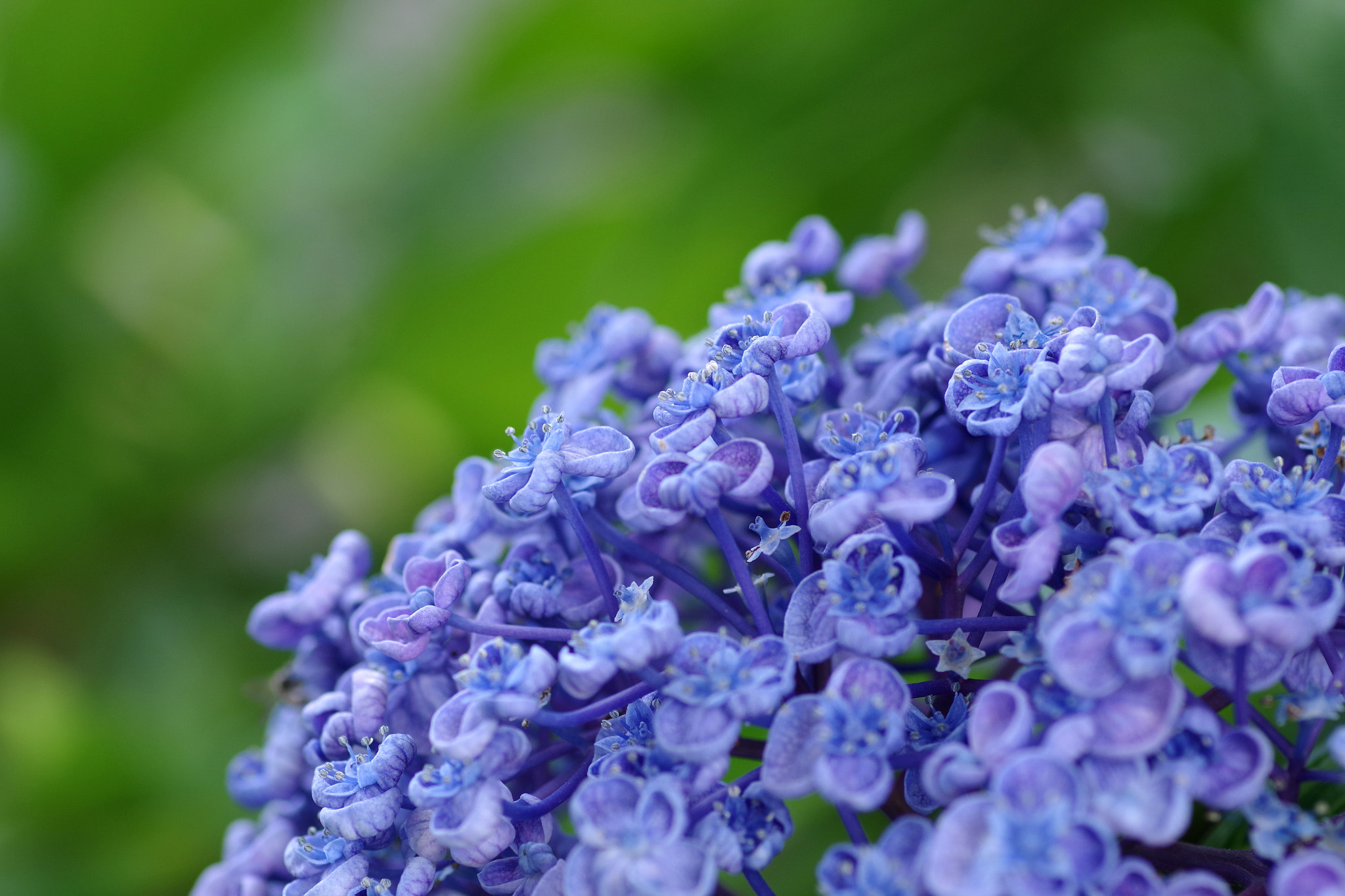 Pentax smc D-FA 100mm F2.8 Macro WR sample photo. Hydrangea (アジサイ) photography