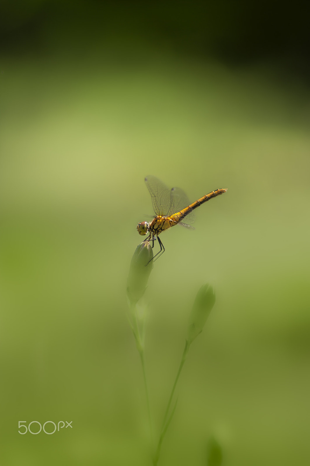 Pentax K20D + Pentax smc D-FA 100mm F2.8 macro sample photo. Ważka photography