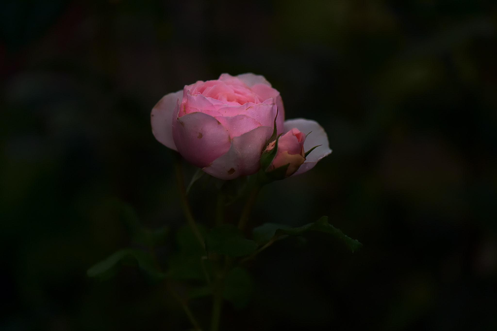 Nikon Df sample photo. Shine on photography