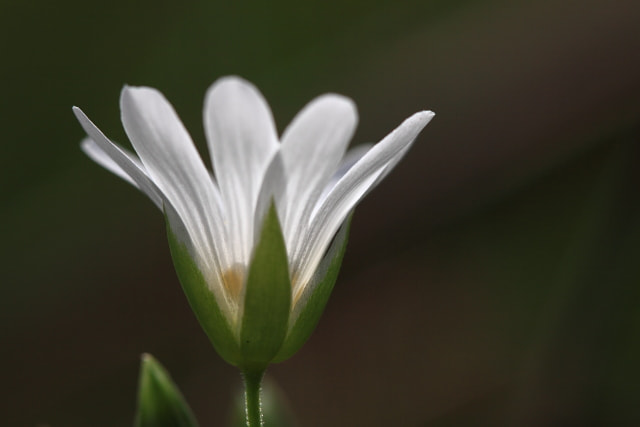 Canon EF 100mm F2.8 Macro USM sample photo