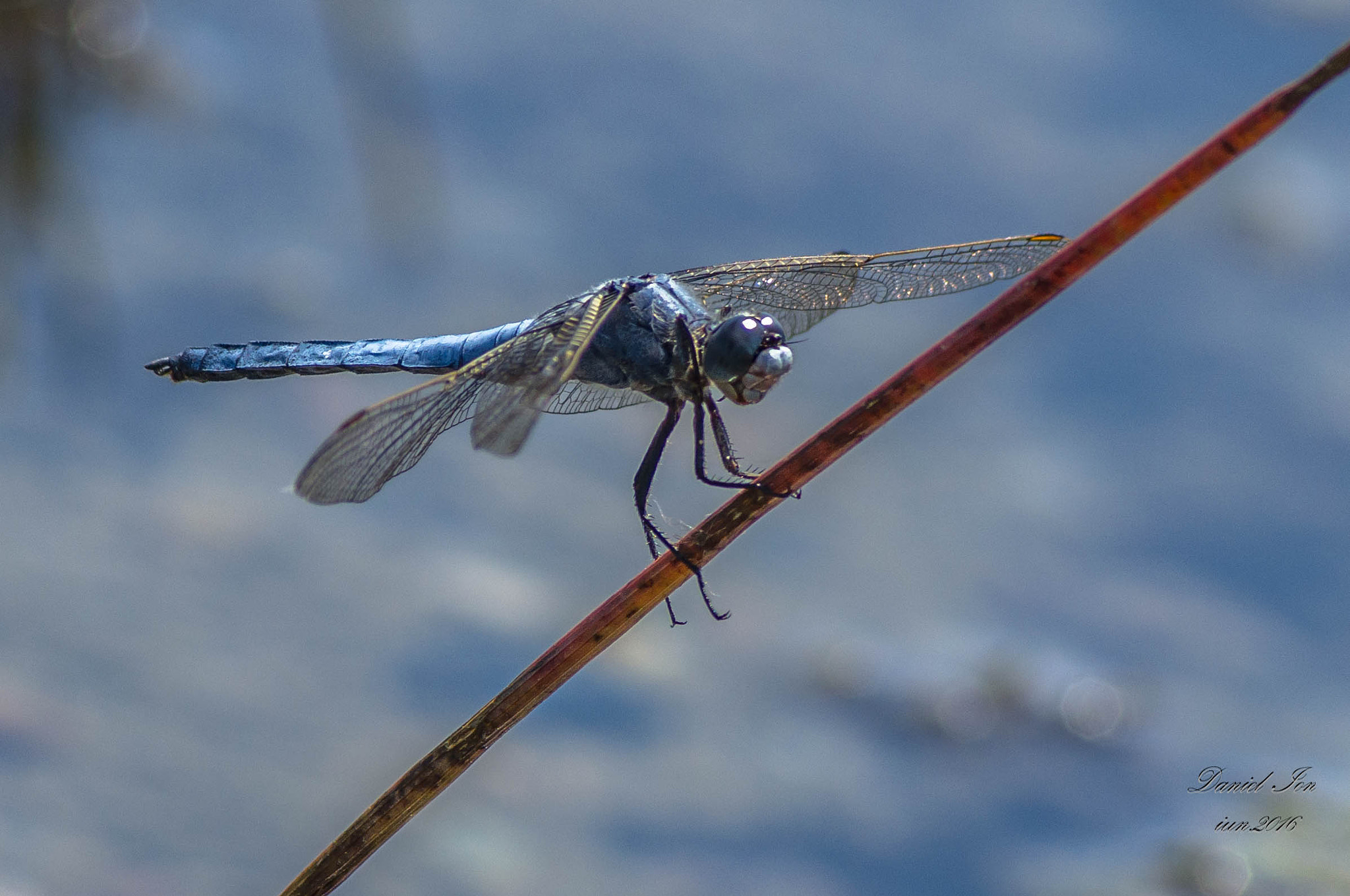 Pentax K-x sample photo. Dragonfly photography